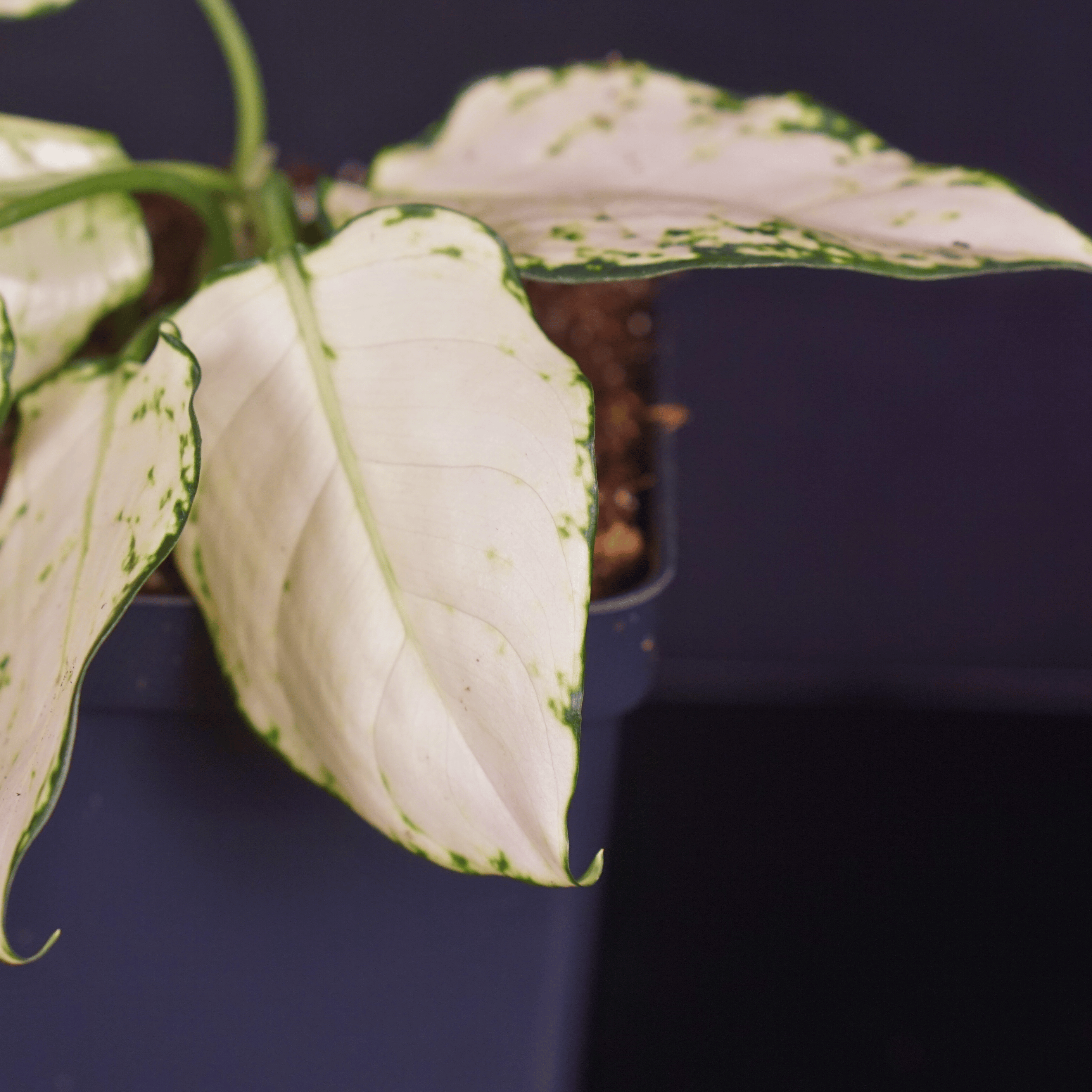 Aglaonema 'Super White' plant with variegated leaves in close-up view showcasing crisp green venation and white foliage.