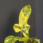 Variegated Philodendron bipennifolium leaf with unique violin shape and striking green-yellow patterns, set against a dark background.