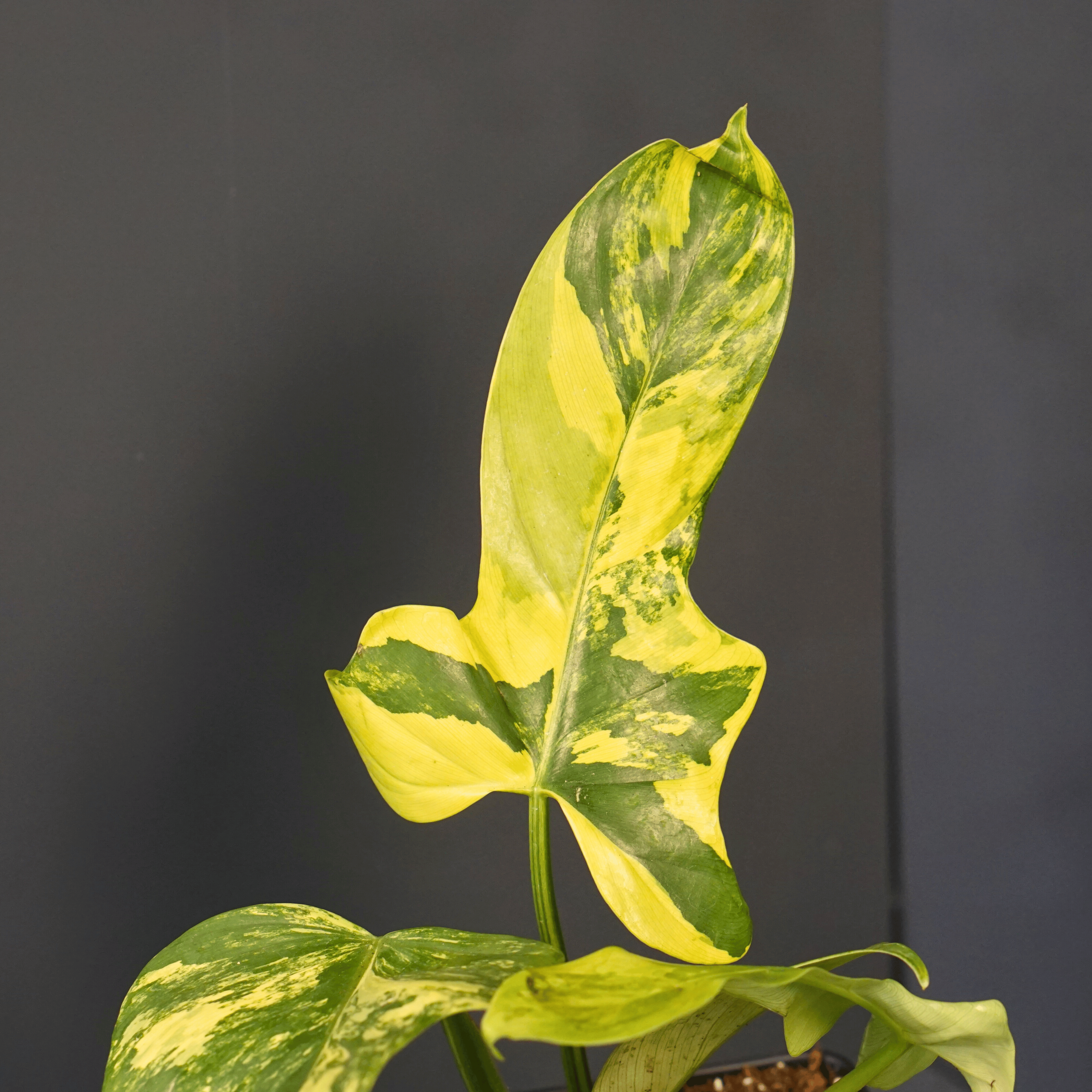 Variegated Philodendron bipennifolium leaf with unique violin shape and striking green-yellow patterns, set against a dark background.