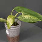 Philodendron Jose Buono x domesticum variegated plant with lobed, glossy leaves in a clear pot.