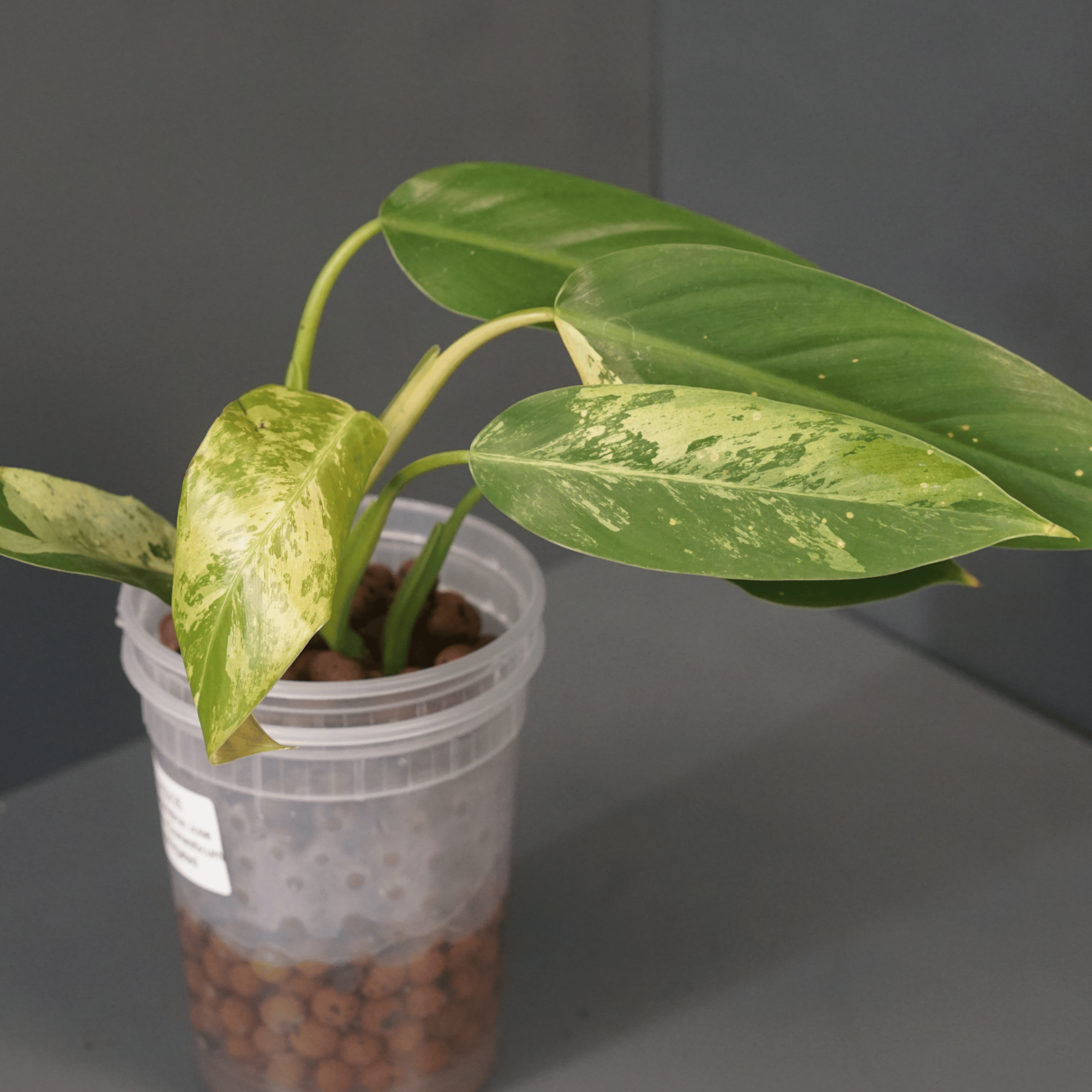Philodendron Jose Buono x domesticum variegated plant with lobed, glossy leaves in a clear pot.