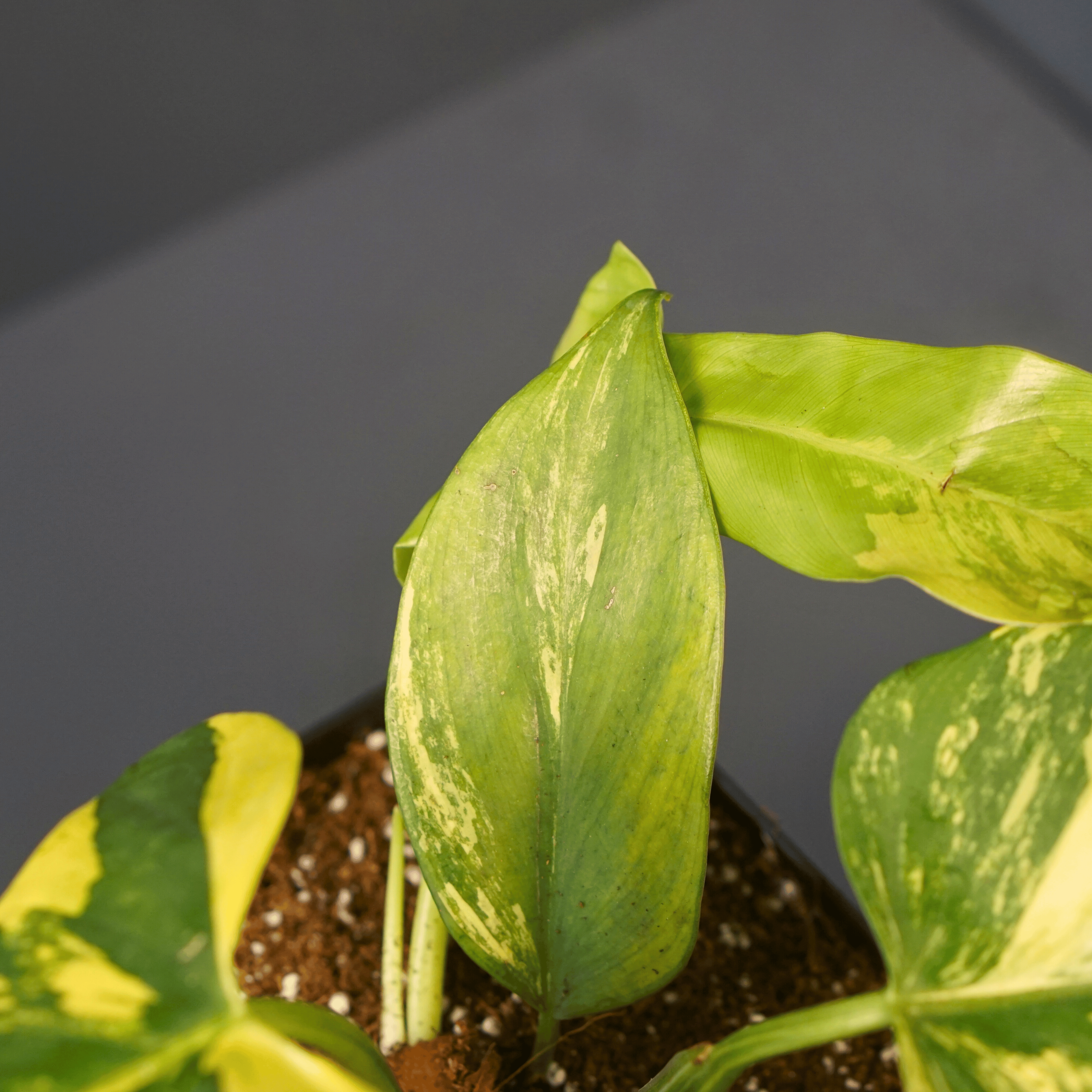 Variegated Philodendron bipennifolium leaf showing unique patterns on a grey background.