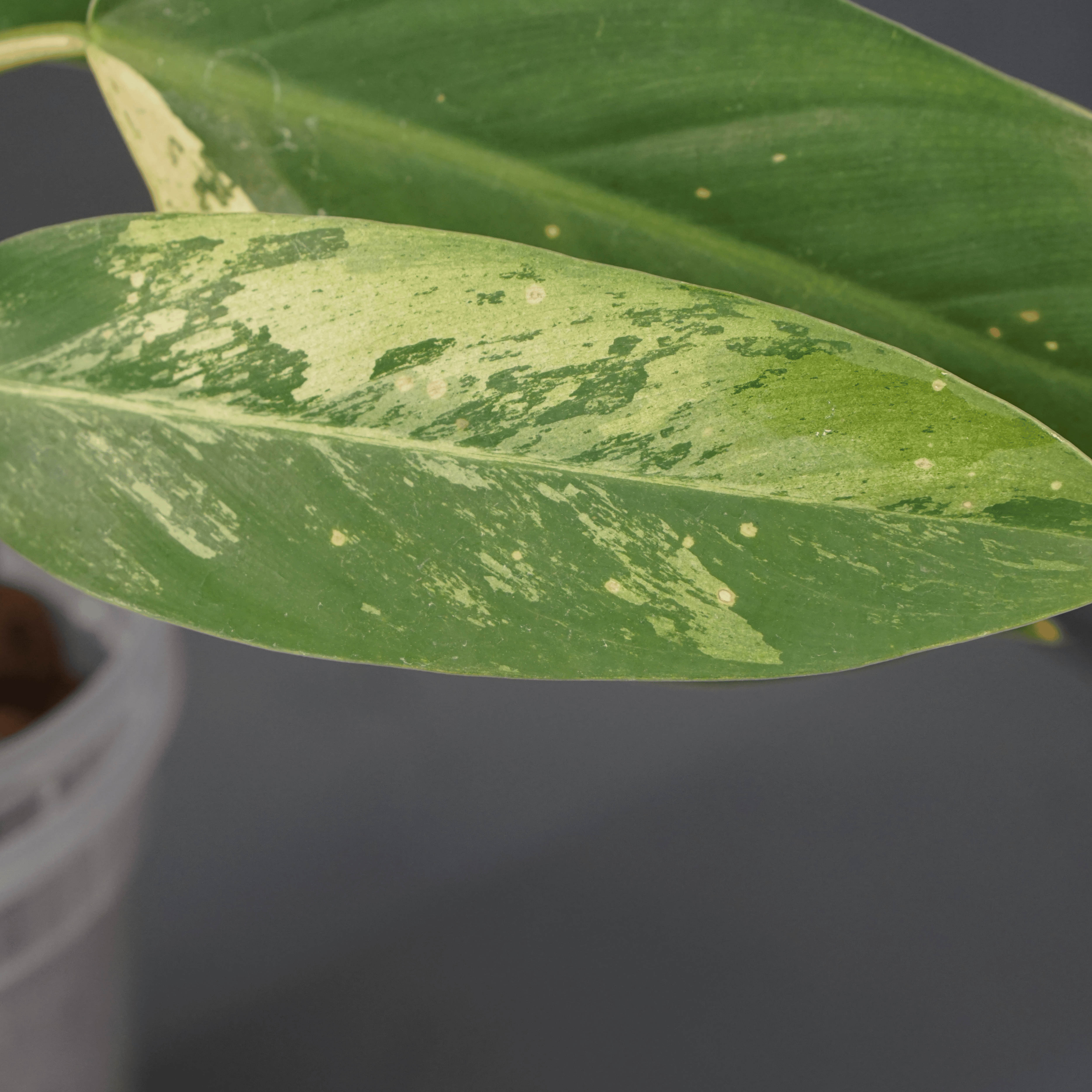 Variegated Philodendron Jose Buono x domesticum leaf with glossy texture and cream patterns, in a pot on a dark background.
