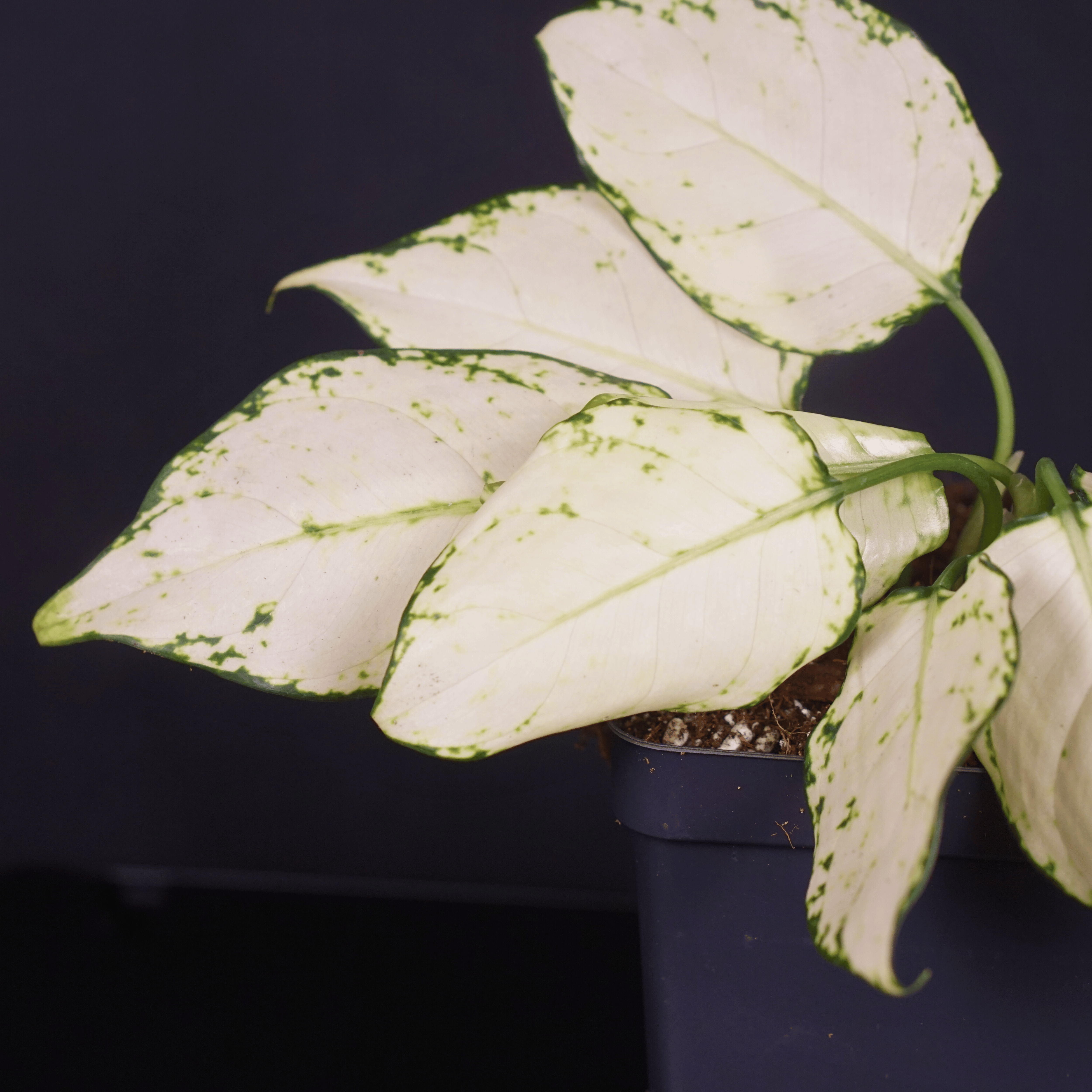 Aglaonema 'Super White' plant with variegated white leaves and green veins in a black pot on a dark background.