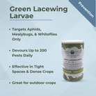 Green Lacewing Larvae for pest control, targeting aphids, mealybugs, and whiteflies; effective in dense crops and outdoor spaces.