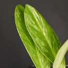 Variegated Rhaphidophora elliptifolia leaves with white and cream marbling against a dark background, showcasing vivid contrast.