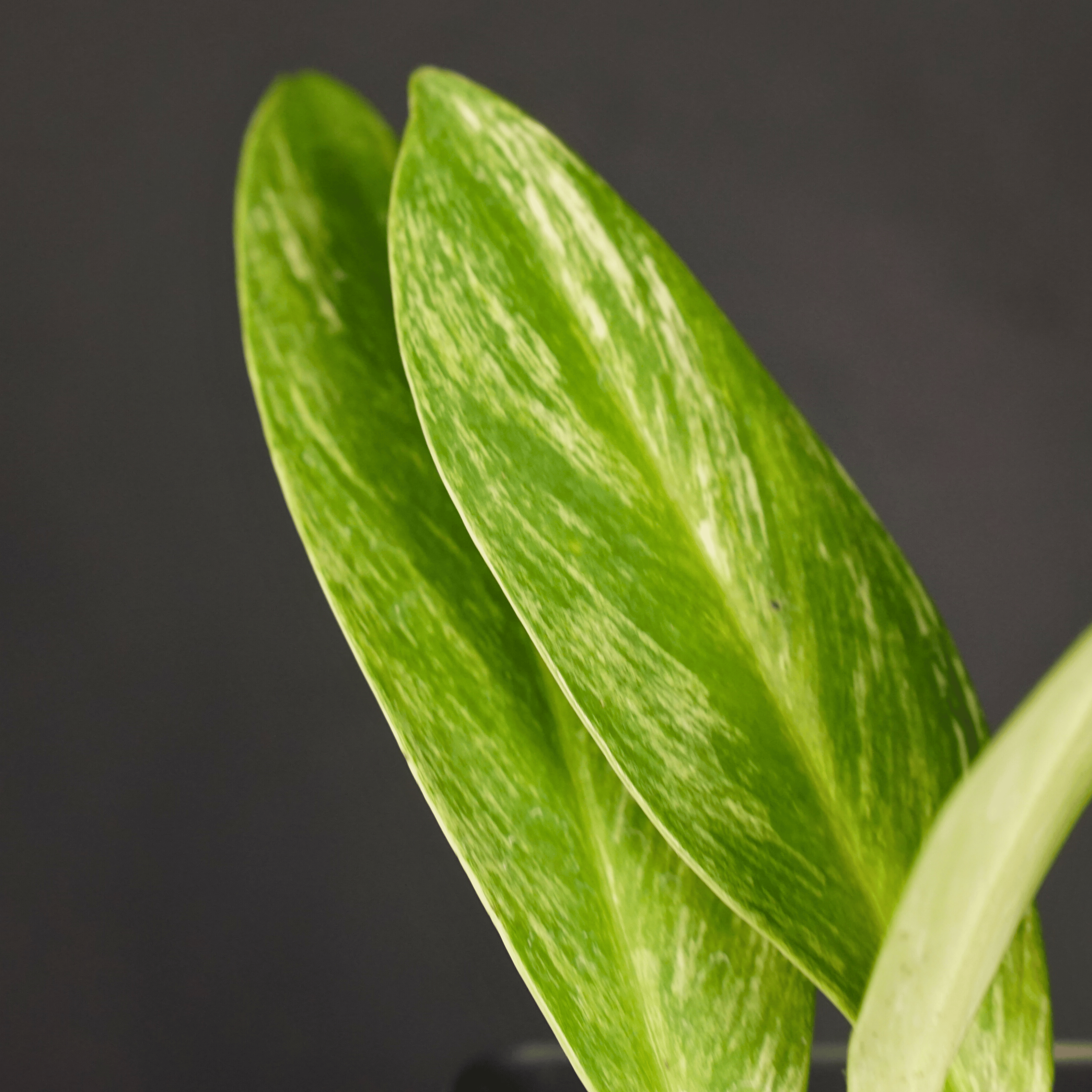 Variegated Rhaphidophora elliptifolia leaves with white and cream marbling against a dark background, showcasing vivid contrast.