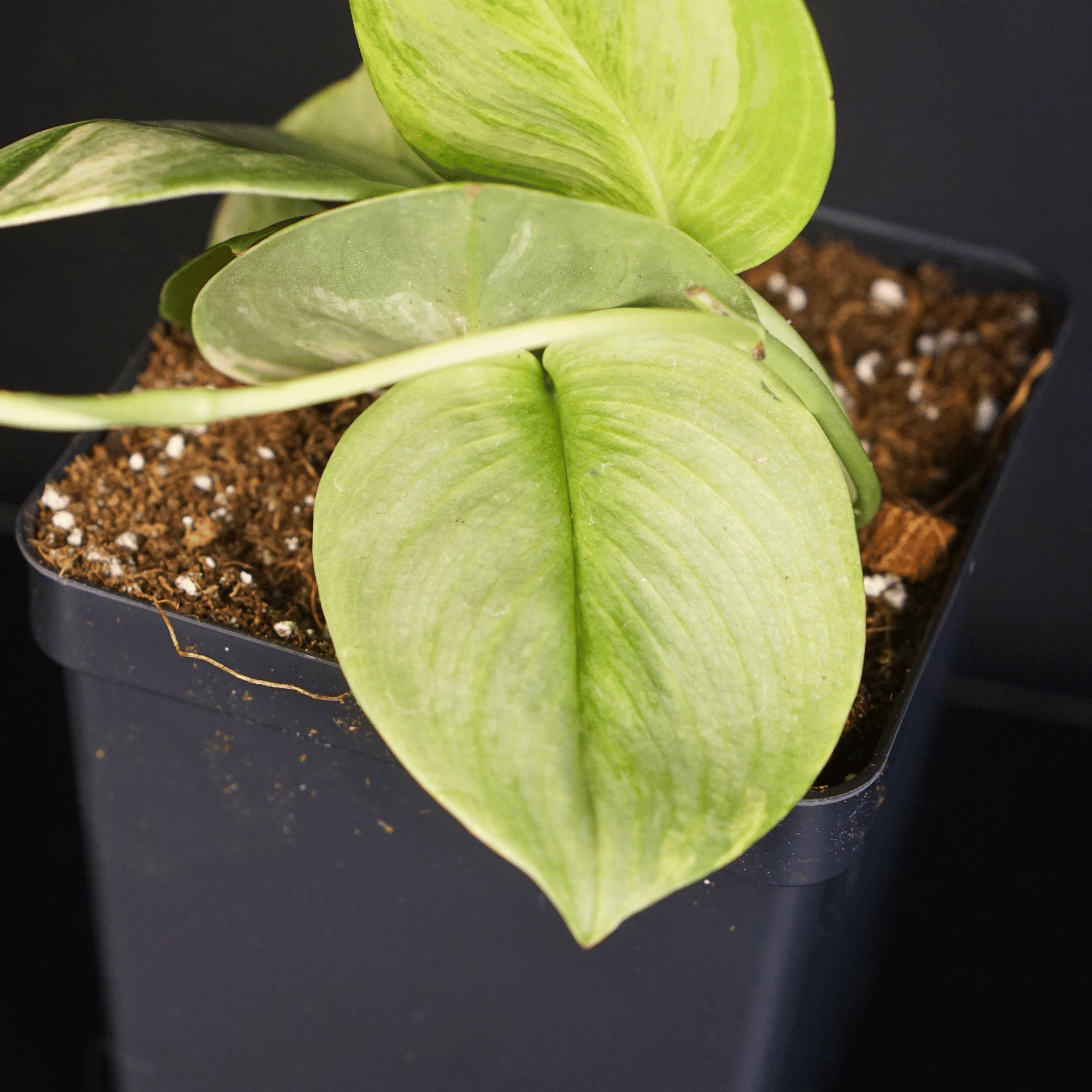 Scindapsus Moonlight Lemon variegated plant with silver and lemon leaves in pot