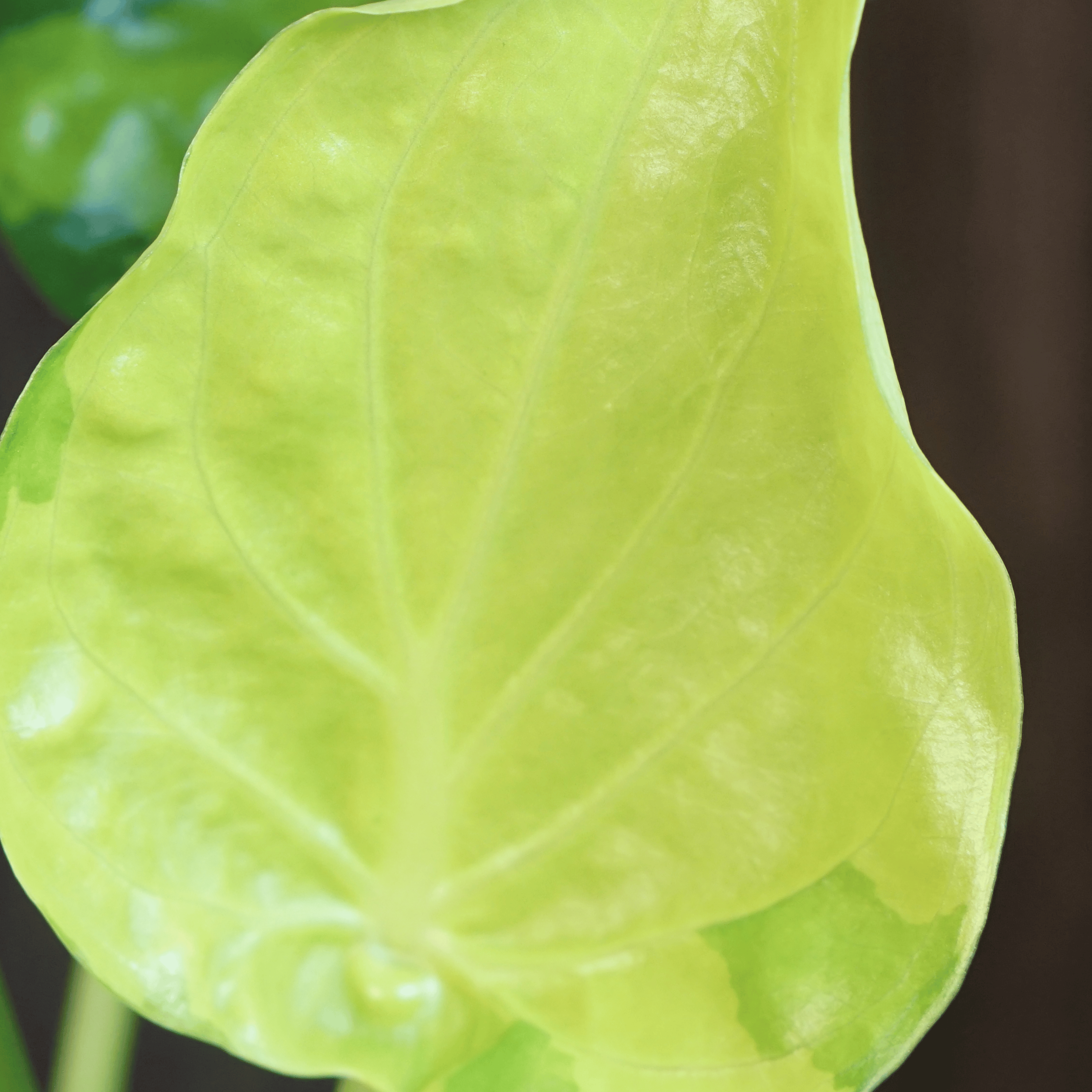 Close-up of Alocasia Cucullata 'Banana Split' Variegated leaf showcasing its unique patterns and vibrant green hues.