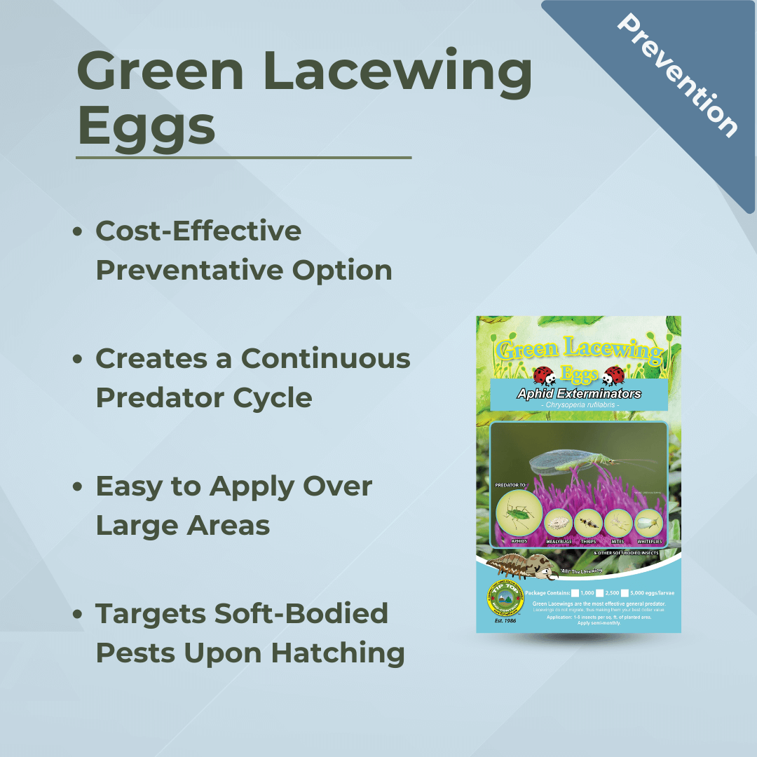 Green Lacewing Eggs packaging highlighting cost-effective pest management, continuous predator cycle, easy application, and prevention benefits.