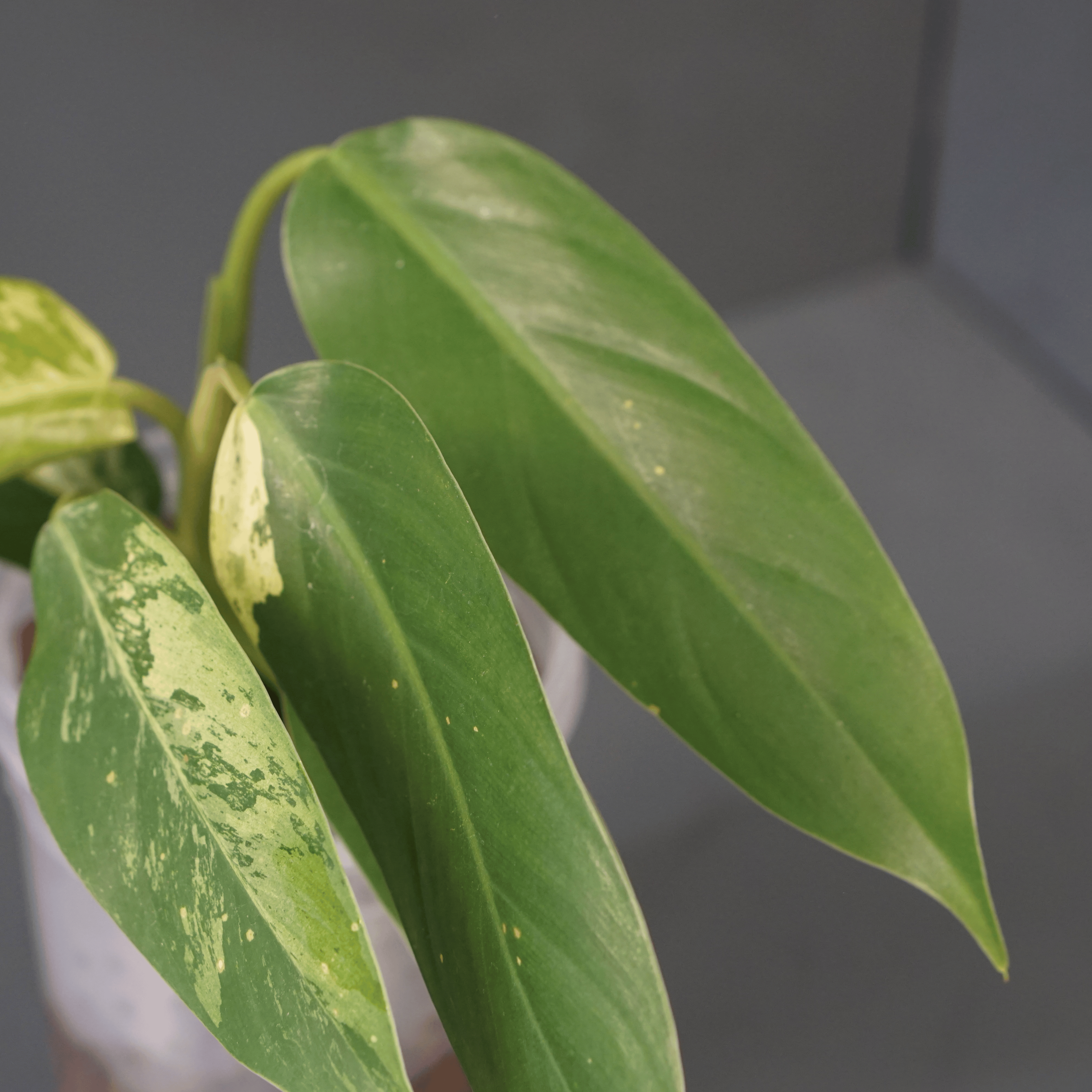 Variegated Philodendron Jose Buono x domesticum with lobed, glossy leaves and cream variegation on paddle-shaped foliage.