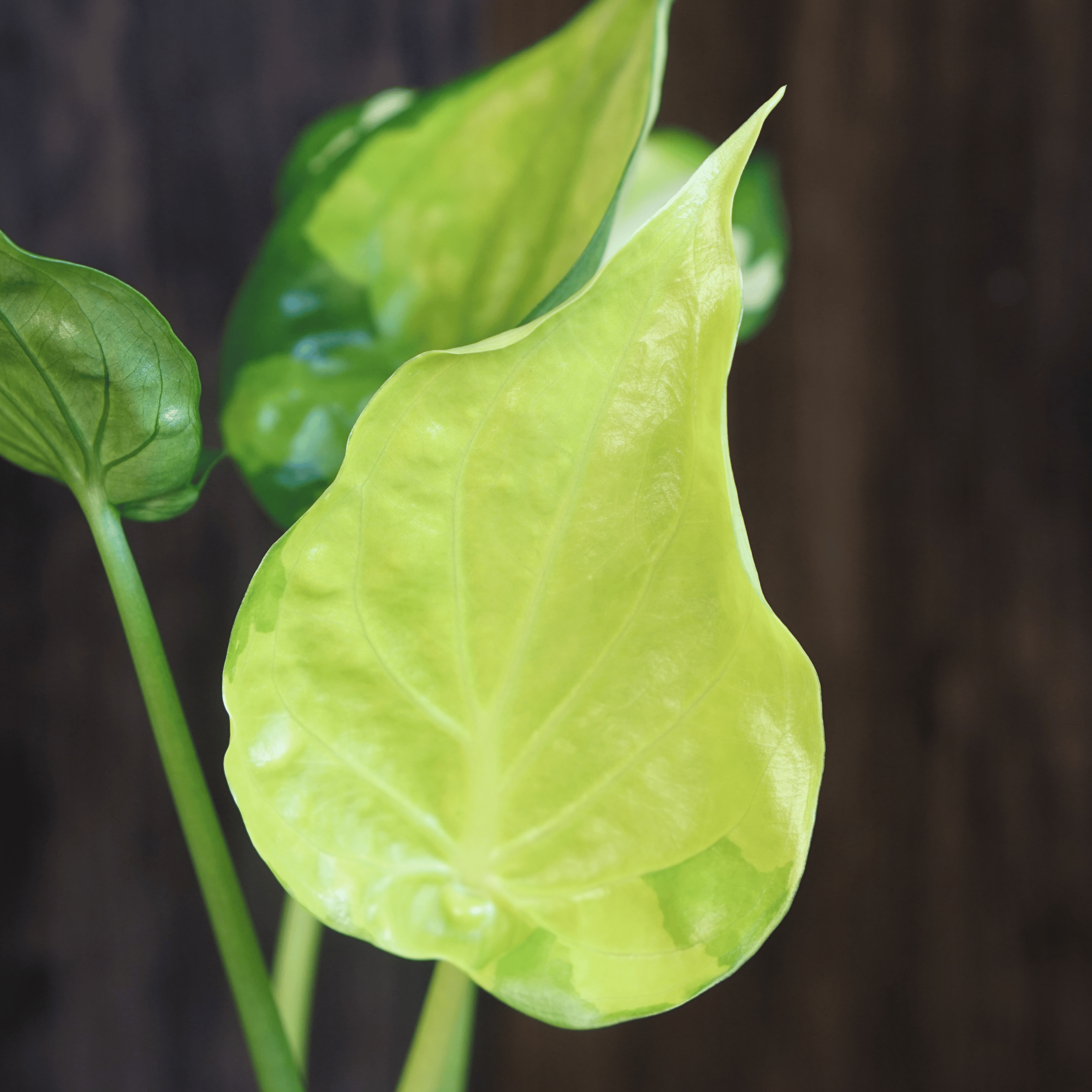 Close-up of Alocasia Cucullata 'Banana Split' Variegated leaves against a dark background, highlighting unique variegation.