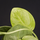 Scindapsus Moonlight Lemon variegated plant with silver gloss and lemon flash leaves, highlighting rare matte-silver and bright variegation.