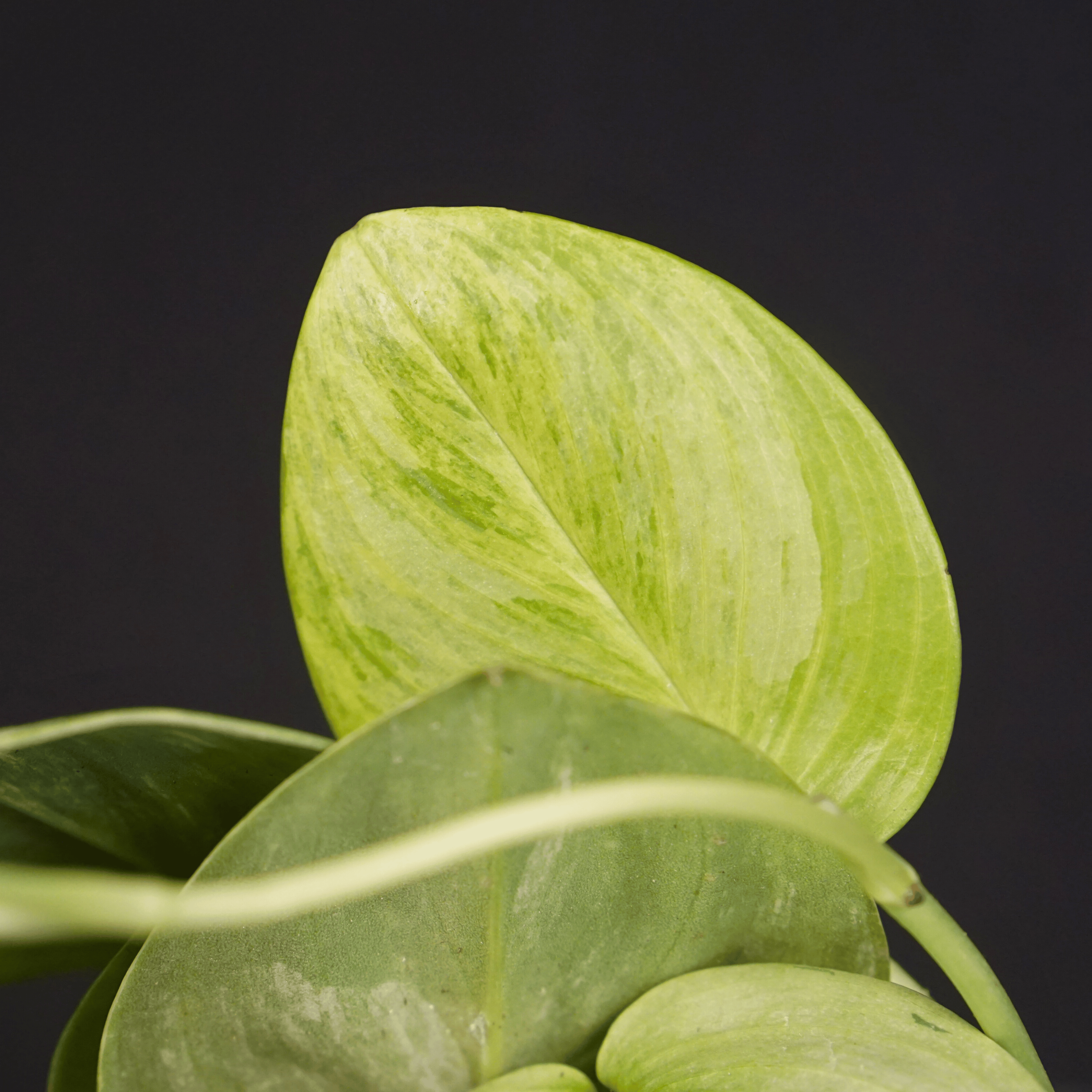 Scindapsus Moonlight Lemon variegated plant with silver gloss and lemon flash leaves, highlighting rare matte-silver and bright variegation.