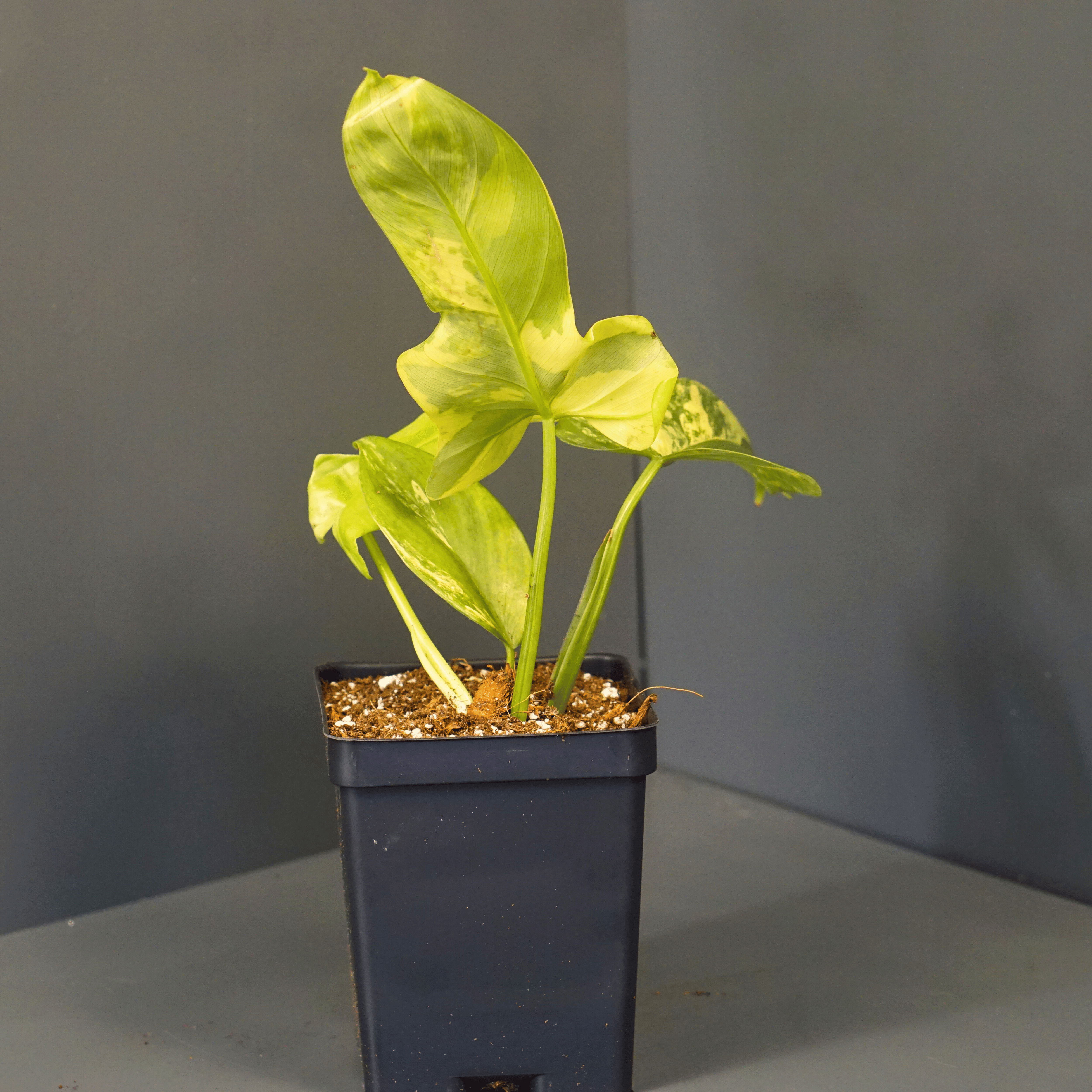 Variegated Philodendron bipennifolium plant in black pot, showcasing unique horsehead leaf pattern on gray background.