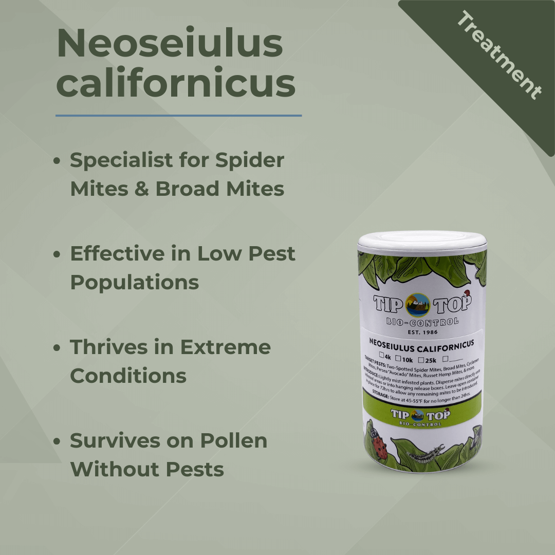 Neoseiulus californicus product for spider mite and broad mite control, effective in low pest populations and extreme conditions.