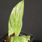 Variegated Rhaphidophora elliptifolia plant in pot with striking white marbling on glossy green leaves