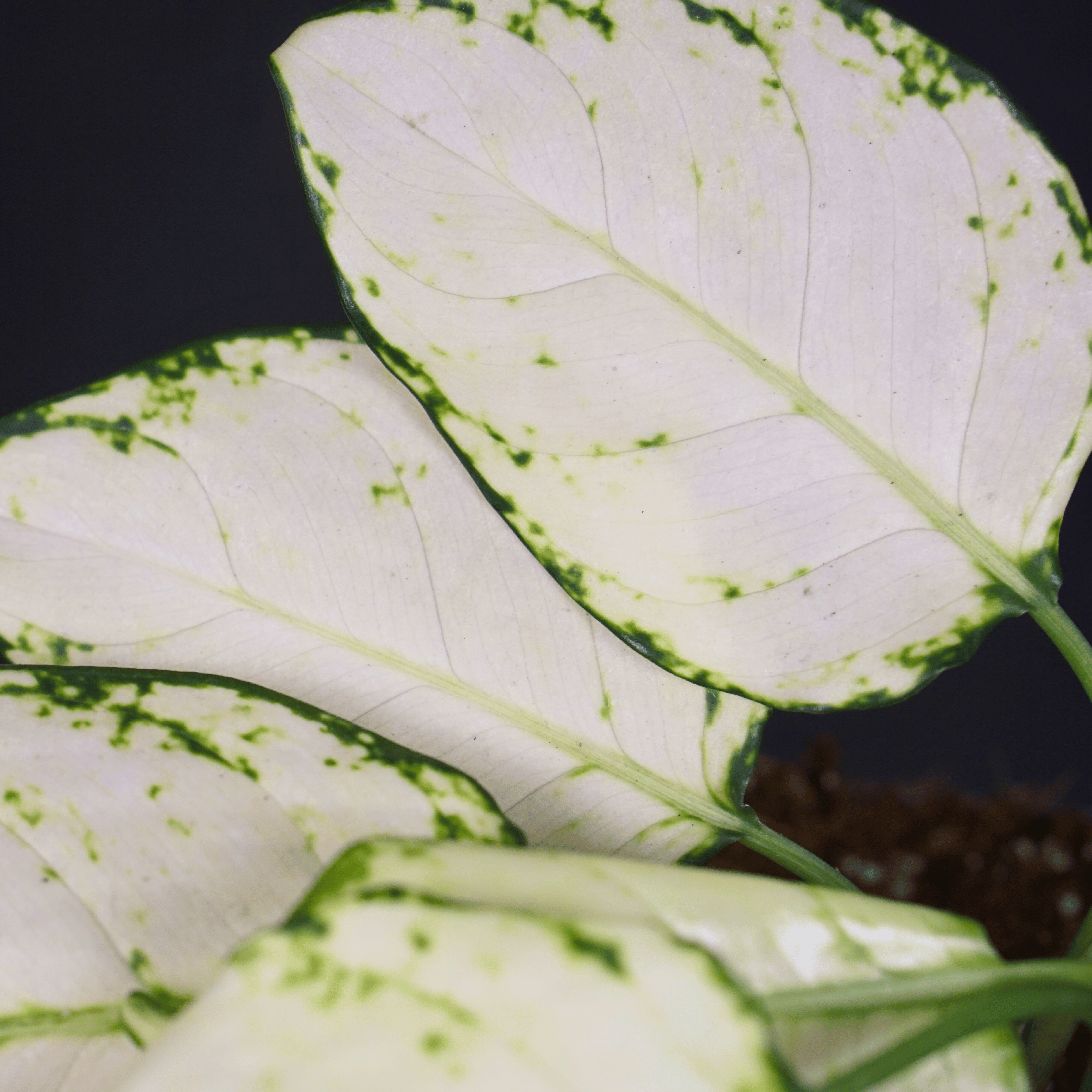 Close-up of Aglaonema 'Super White' plant with striking white leaves and green venation.