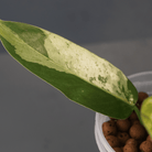Philodendron Jose Buono x domesticum variegated leaf with cream pattern in a pot with clay pebbles.