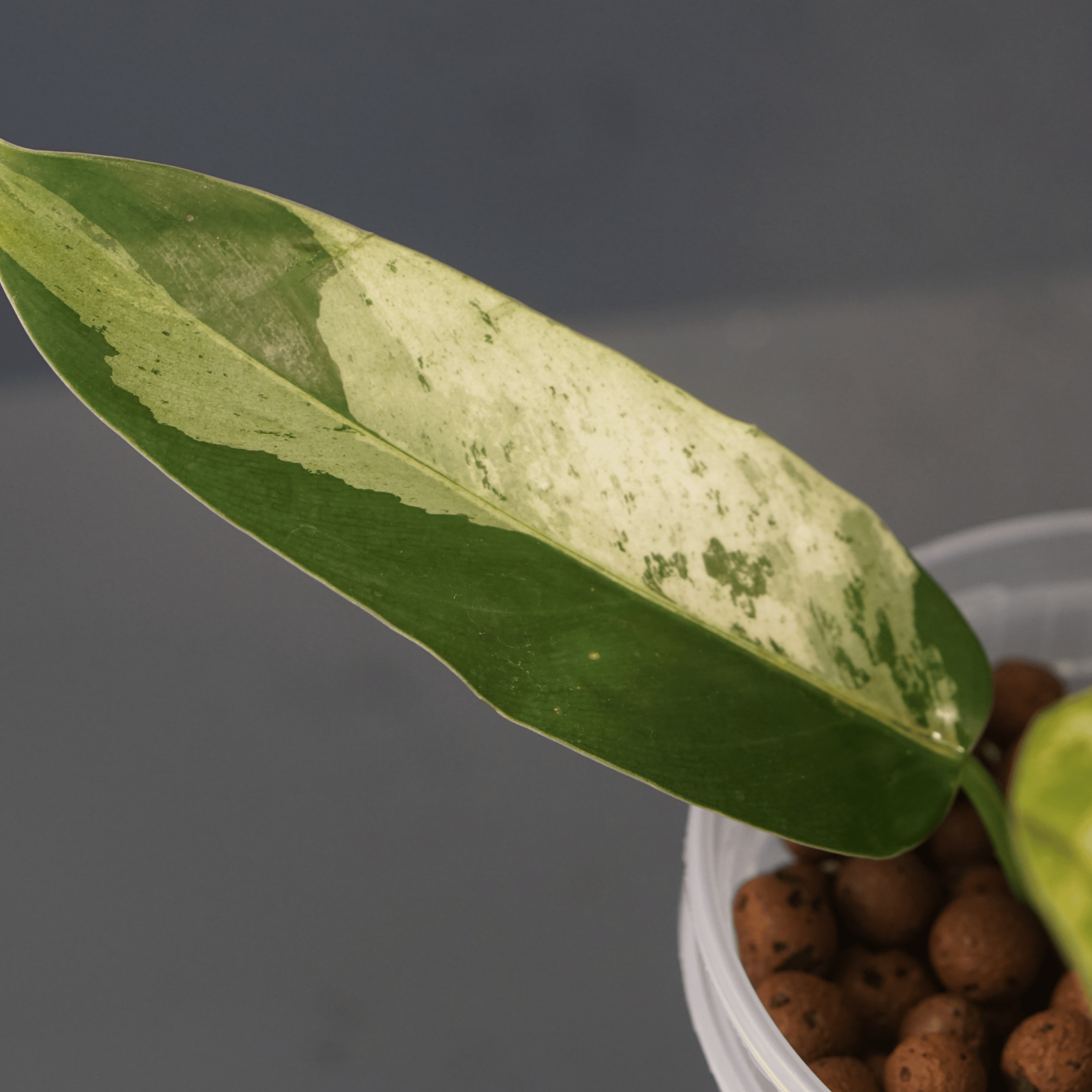 Philodendron Jose Buono x domesticum variegated leaf with cream pattern in a pot with clay pebbles.