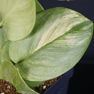 Close-up of Scindapsus Moonlight 'Lemon' variegated leaf with silver gloss and lemon color accents.