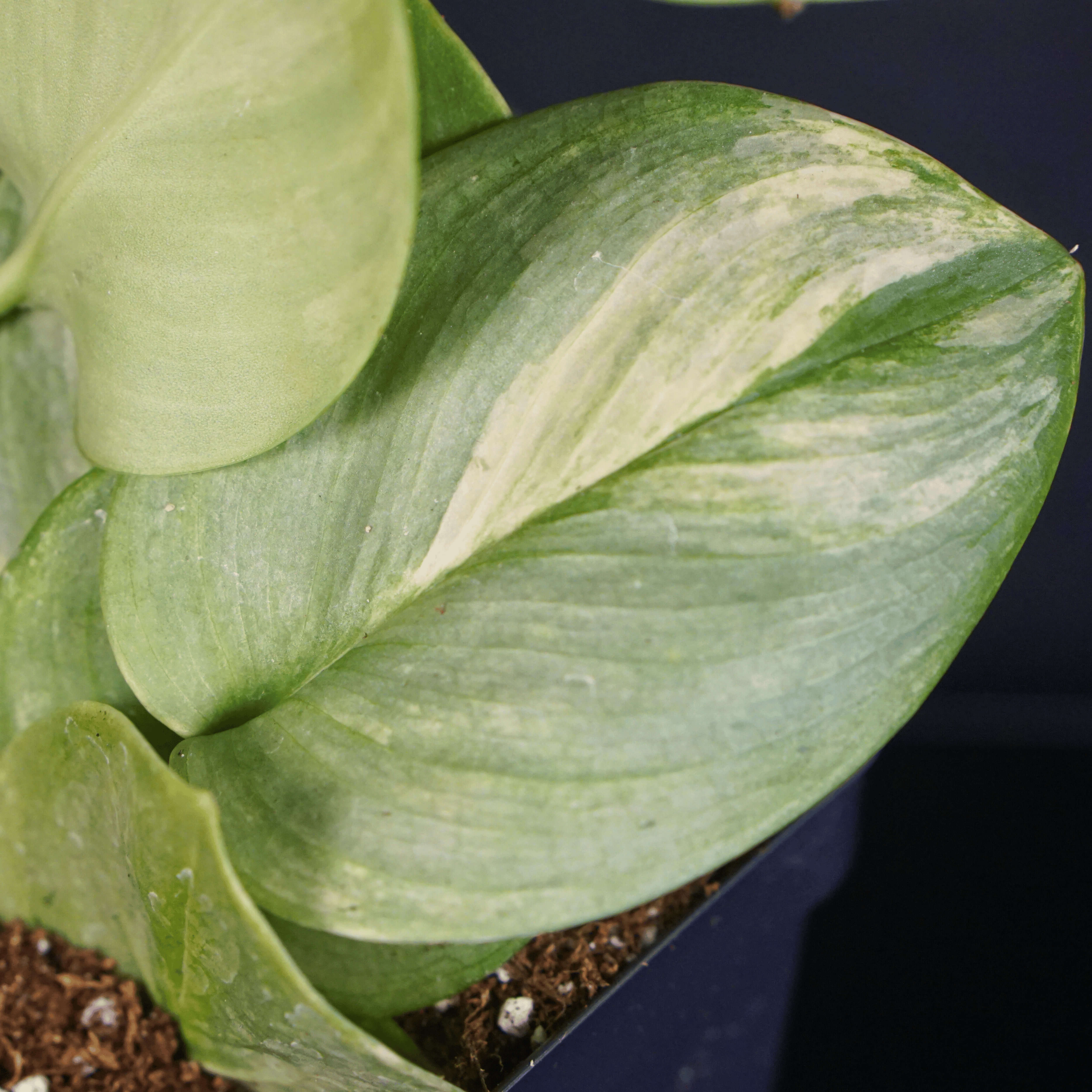 Close-up of Scindapsus Moonlight 'Lemon' variegated leaf with silver gloss and lemon color accents.