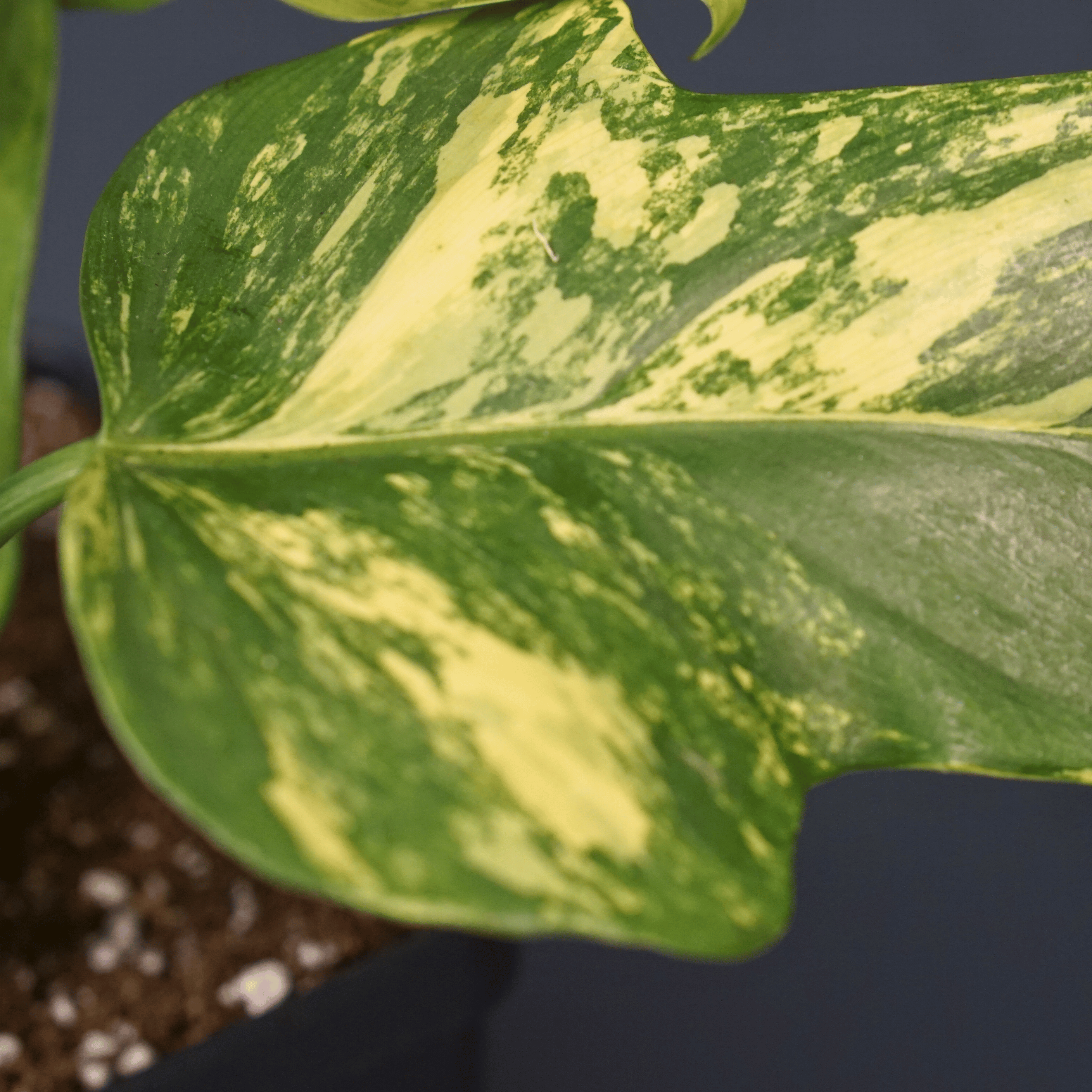 Close-up of a variegated Philodendron bipennifolium leaf with yellow and green patterns.