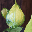 Close-up of Alocasia Cucullata 'Banana Split' leaf with variegated green and yellow pattern highlighting unique tropical foliage.