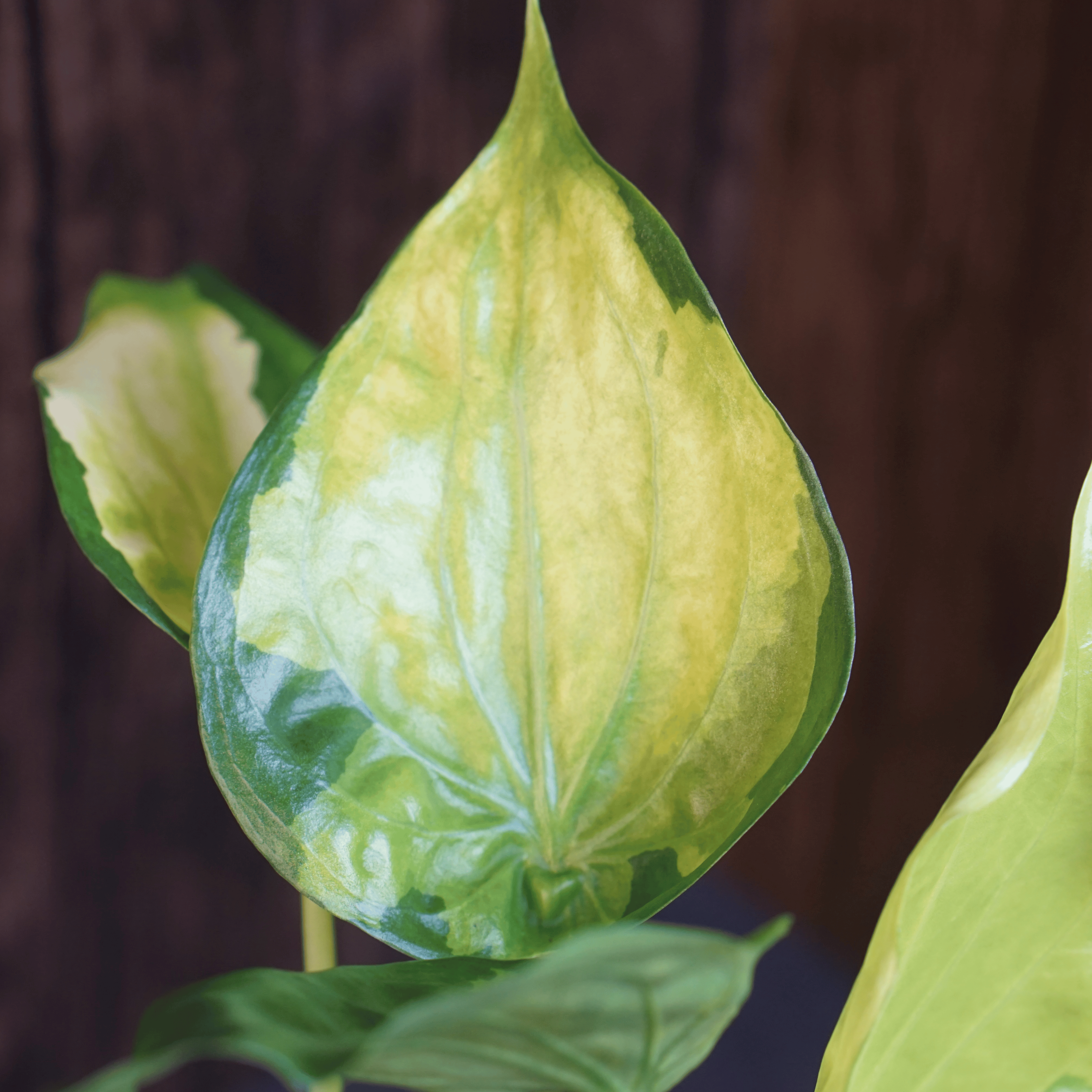 Close-up of Alocasia Cucullata 'Banana Split' leaf with variegated green and yellow pattern highlighting unique tropical foliage.