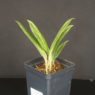 Variegated Rhaphidophora elliptifolia plant with glossy elliptic leaves in a black pot against a dark background.