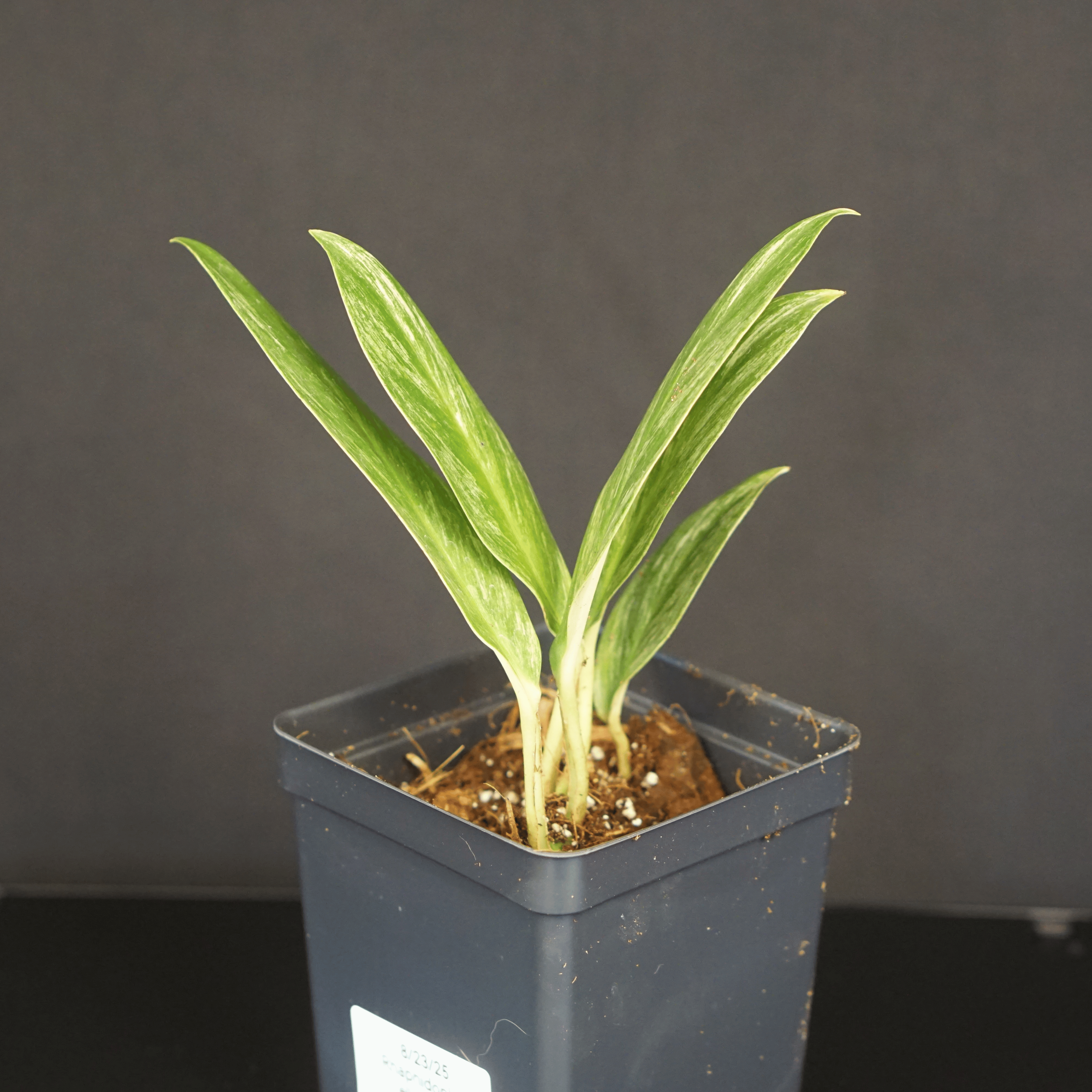Variegated Rhaphidophora elliptifolia plant with glossy elliptic leaves in a black pot against a dark background.