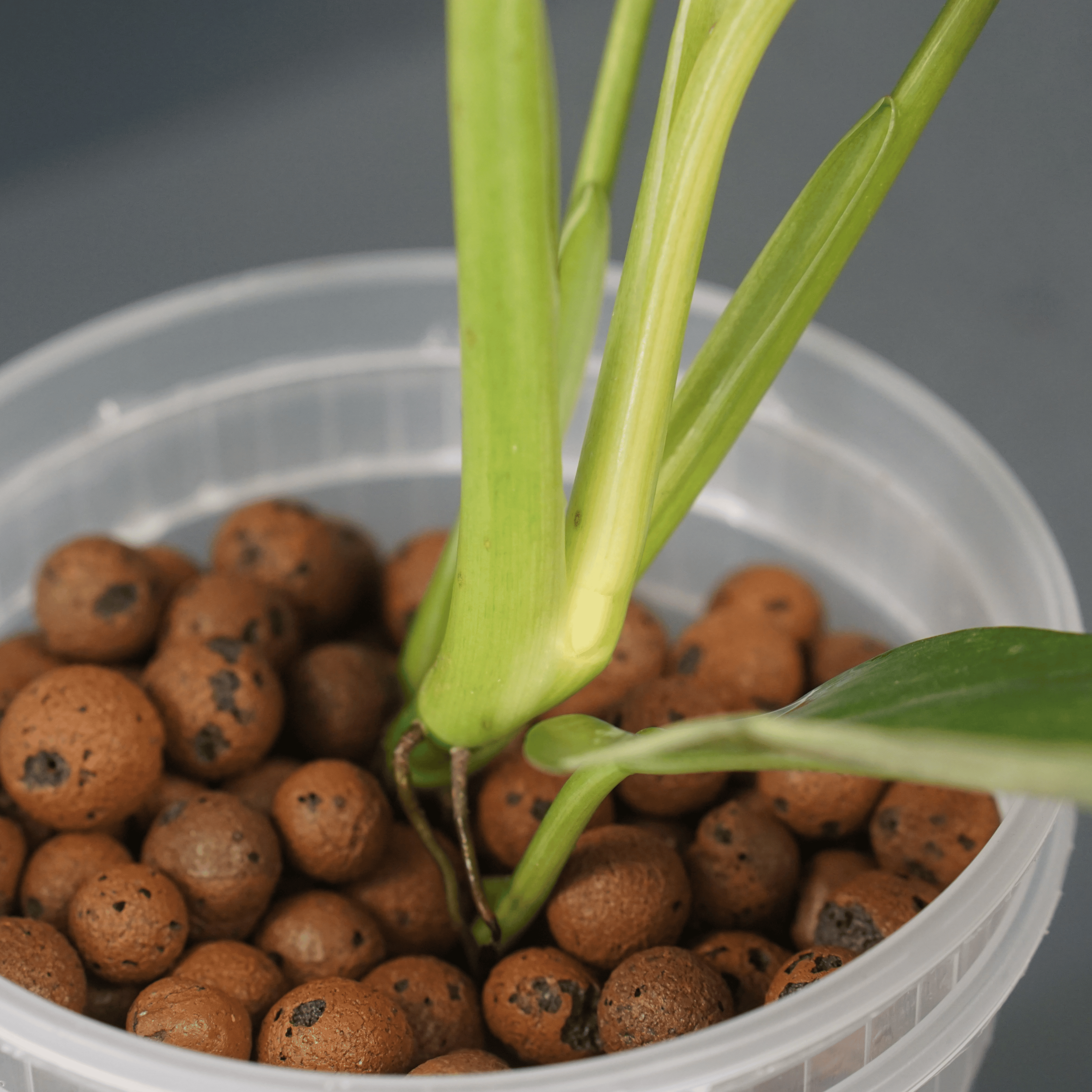 Philodendron Jose Buono x domesticum variegated plant in a pot with LECA balls, showcasing glossy, lobed green stems.