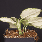 Aglaonema 'Super White' plant with white variegated leaves and green veins in a small pot, against a dark background.