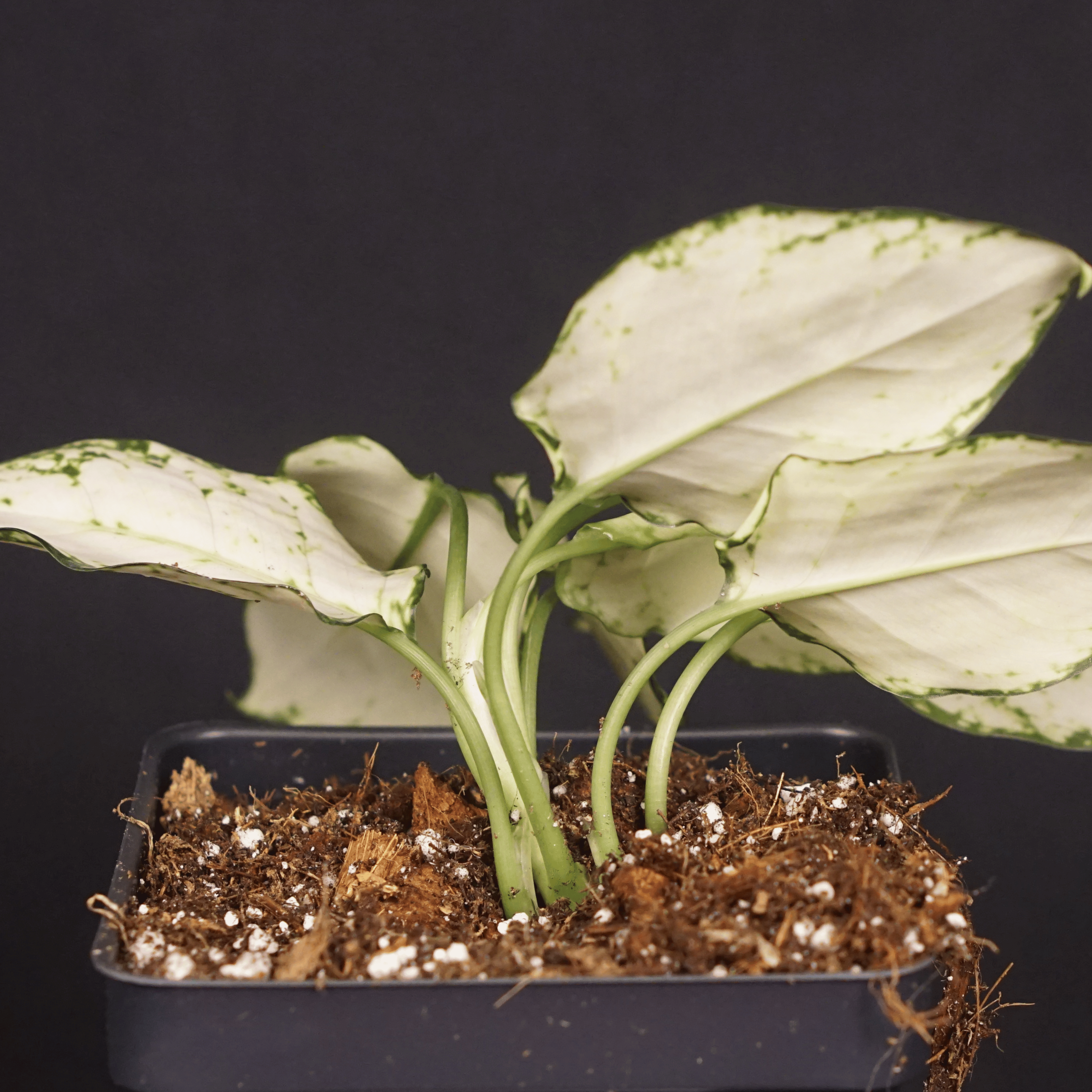 Aglaonema 'Super White' plant with white variegated leaves and green veins in a small pot, against a dark background.