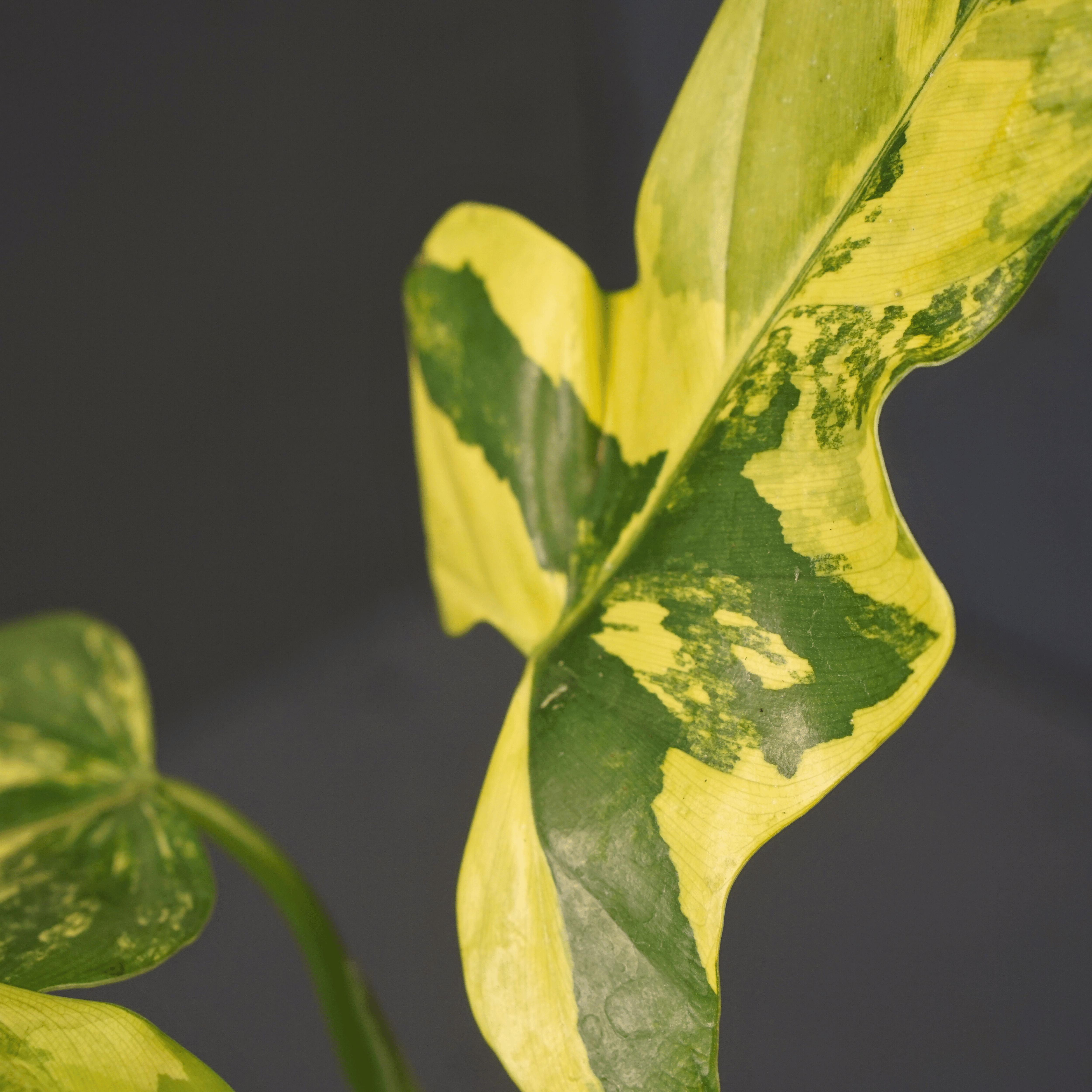 Close-up of a variegated Philodendron bipennifolium leaf with green and yellow patterns, known for its violin-like shape.