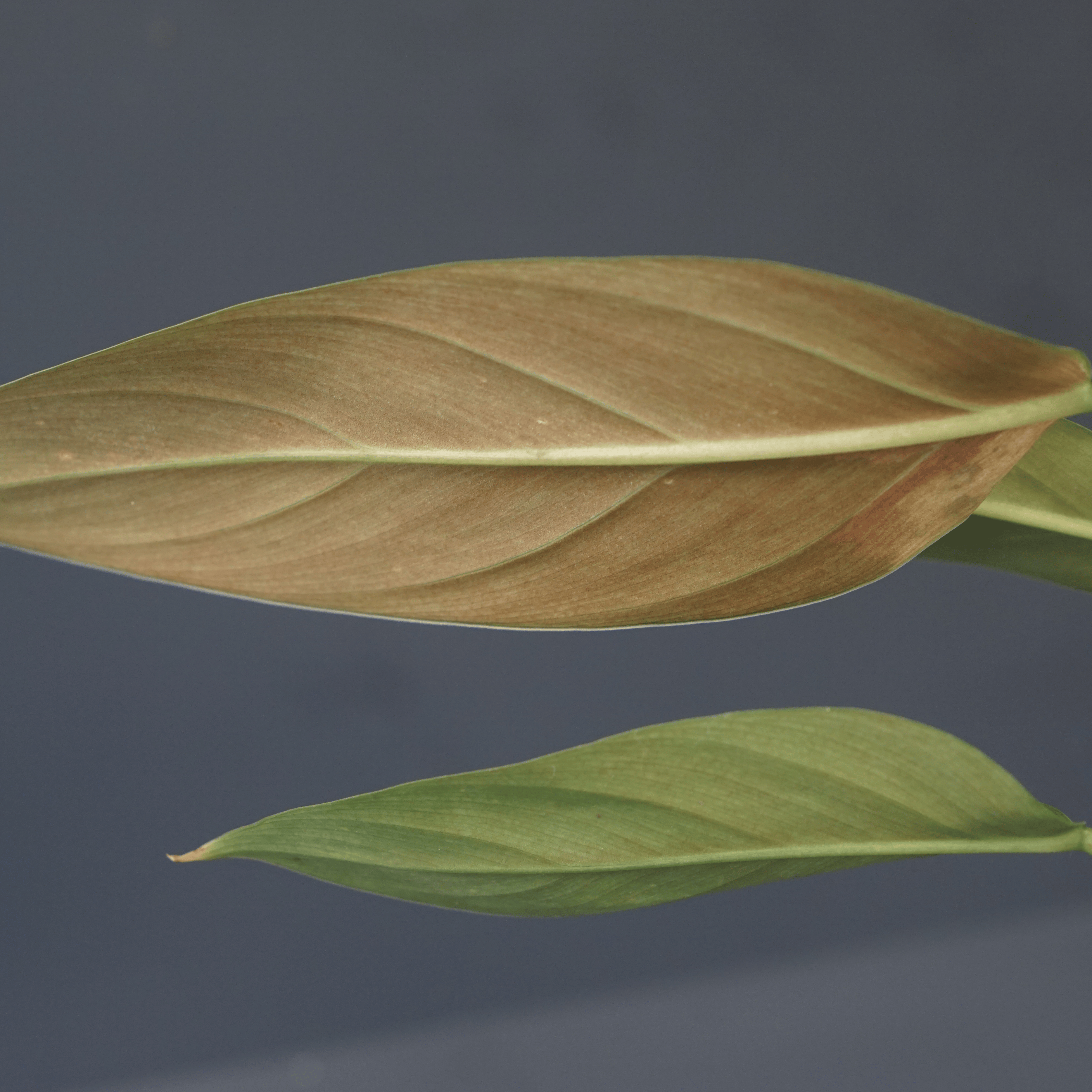 Variegated Philodendron Jose Buono x domesticum leaf with glossy, lobed texture on a blue background.