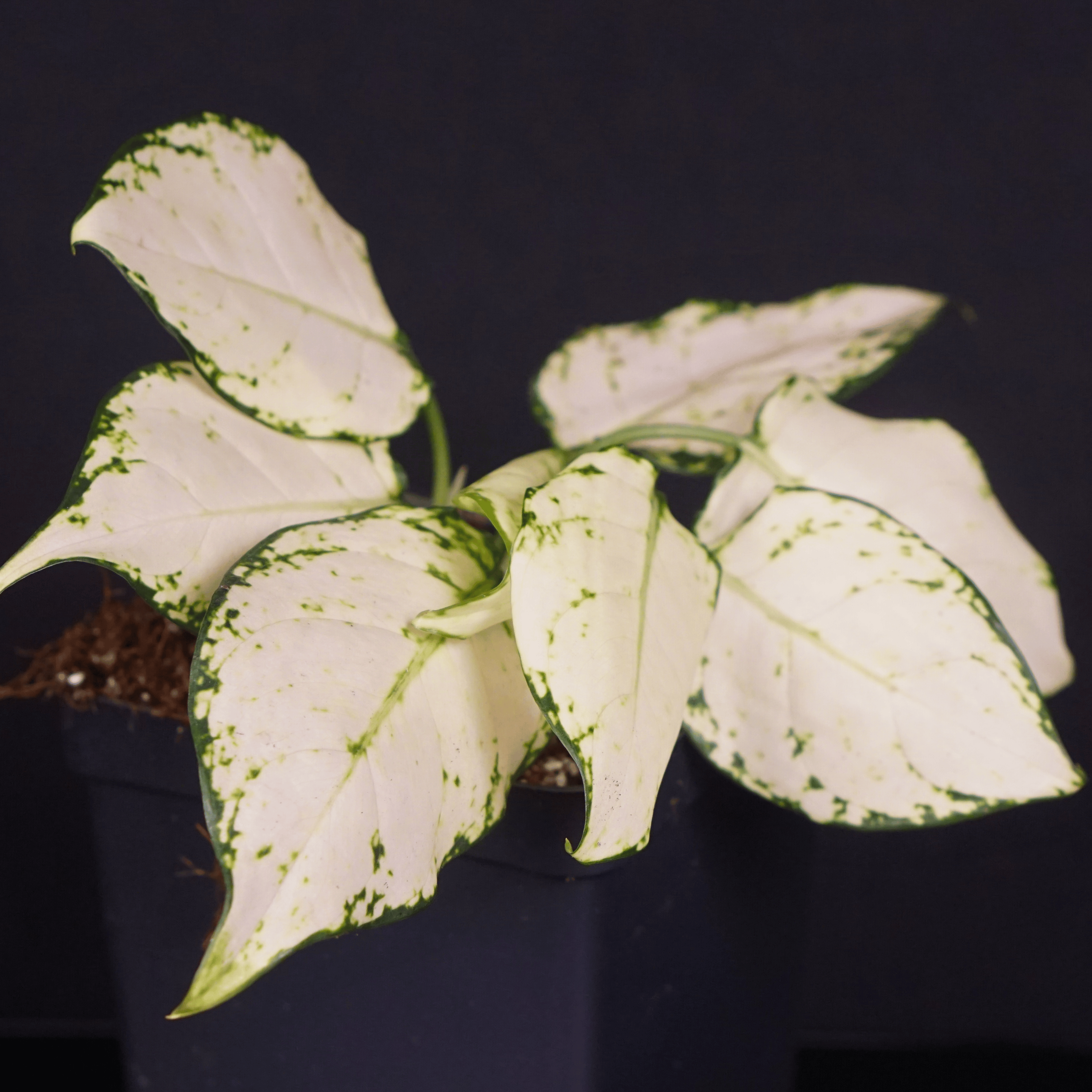 Aglaonema 'Super White' plant with variegated white and green leaves in a pot, showcasing unique foliage.