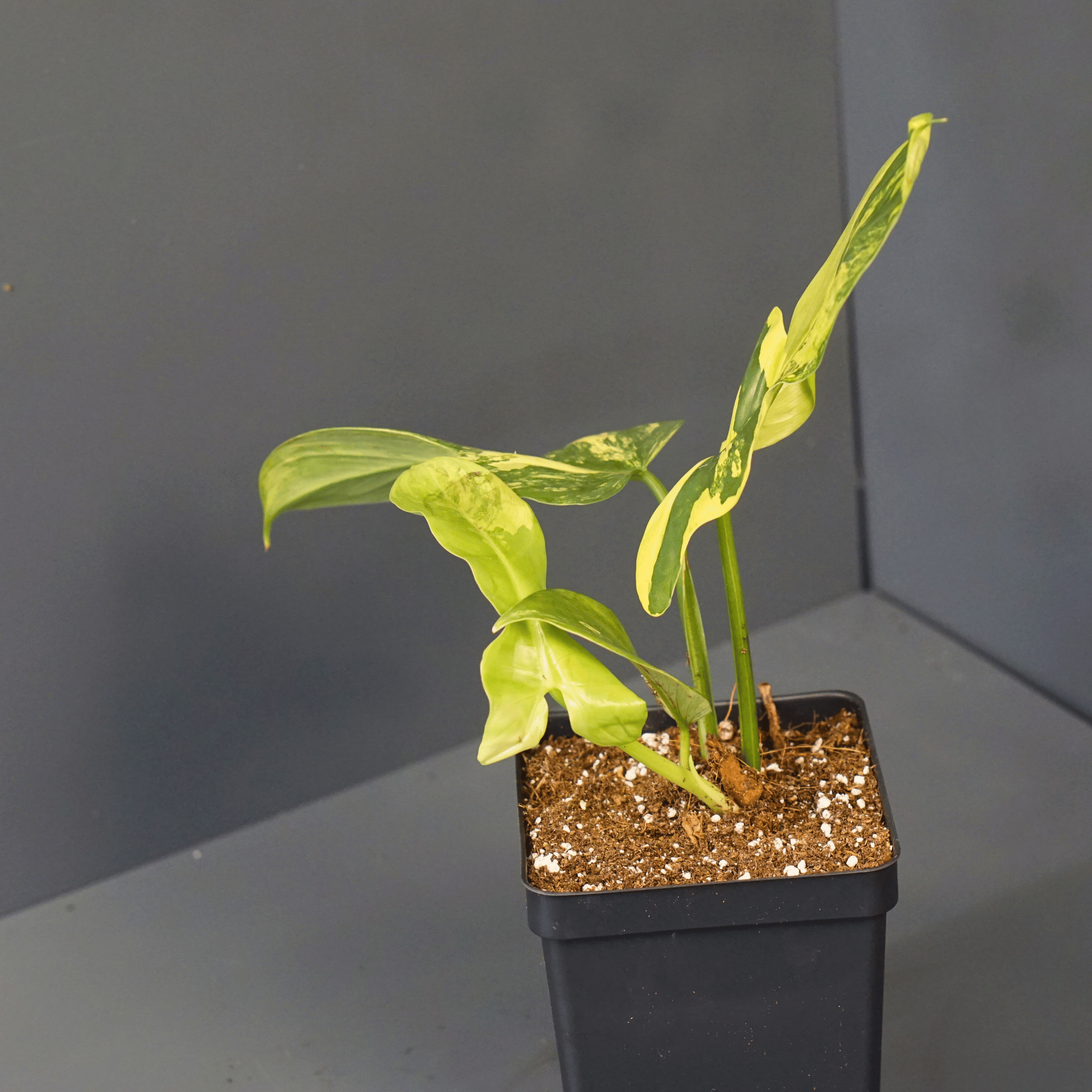 Variegated Philodendron bipennifolium 'Violin' in a black pot, featuring unique horsehead-shaped foliage.