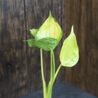Variegated Alocasia Cucullata 'Banana Split' plant with lush green and yellow leaves against a wooden background.