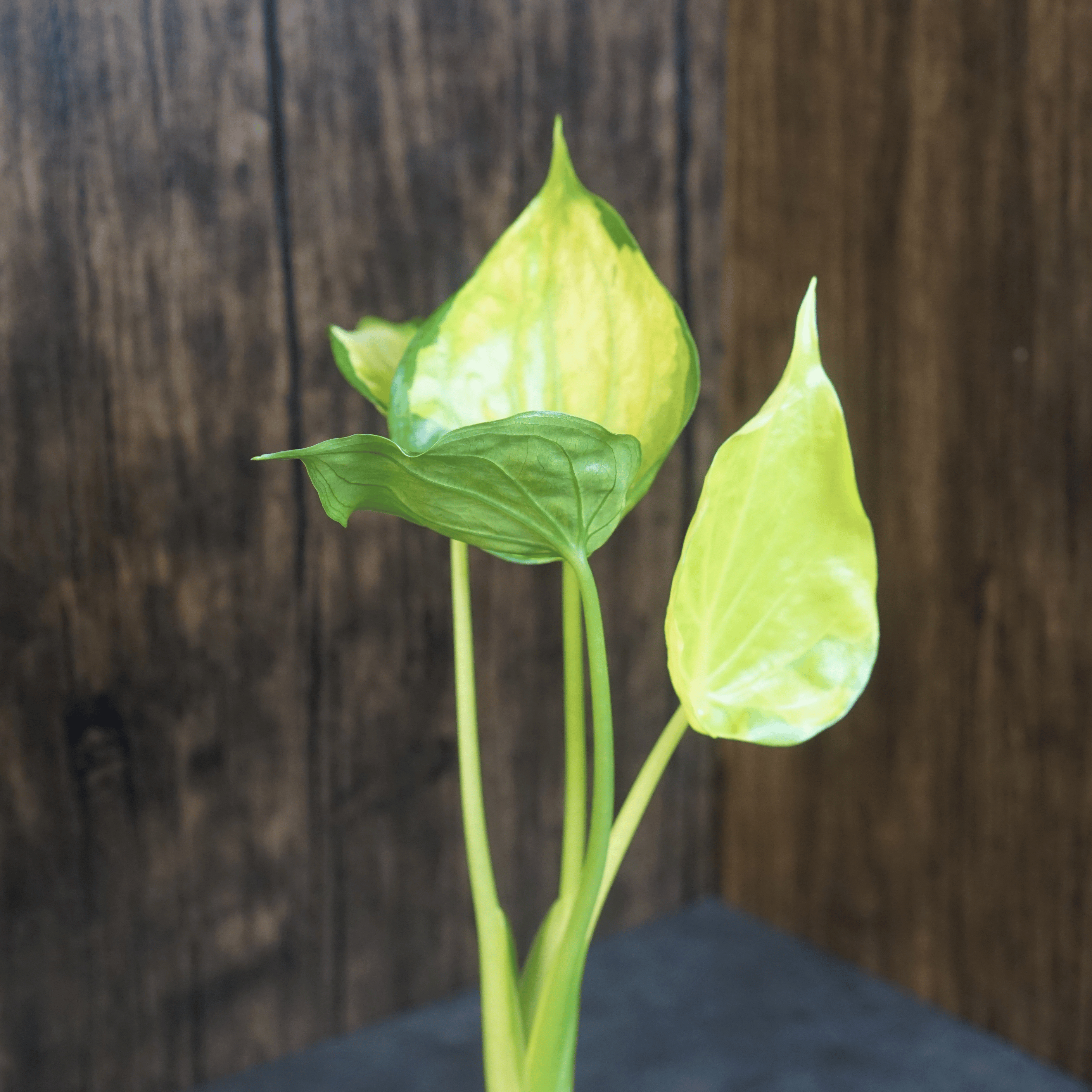 Variegated Alocasia Cucullata 'Banana Split' plant with lush green and yellow leaves against a wooden background.