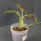 Variegated Philodendron Jose Buono x domesticum plant with glossy leaves in a plastic pot on a gray background.