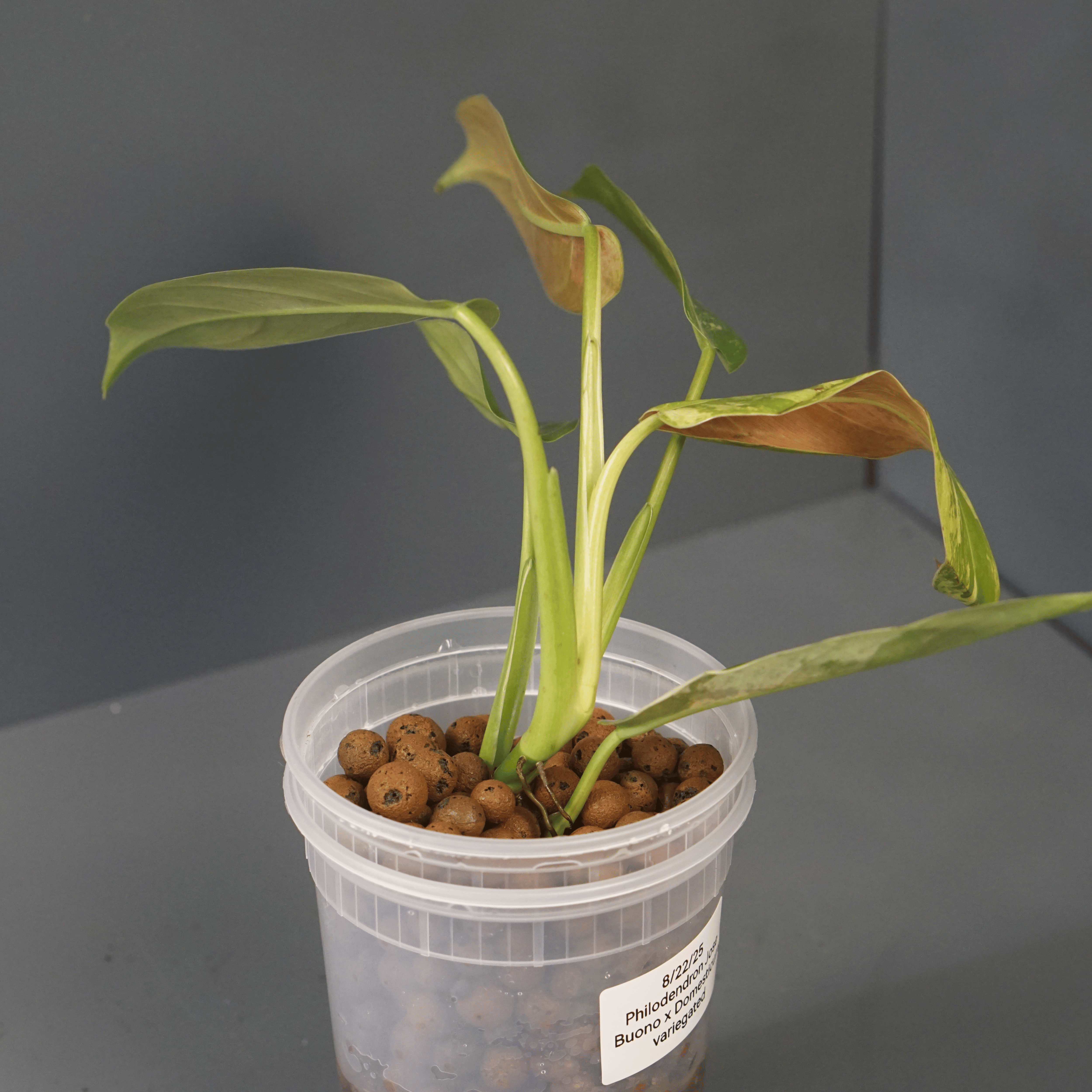 Variegated Philodendron Jose Buono x domesticum plant with glossy leaves in a plastic pot on a gray background.