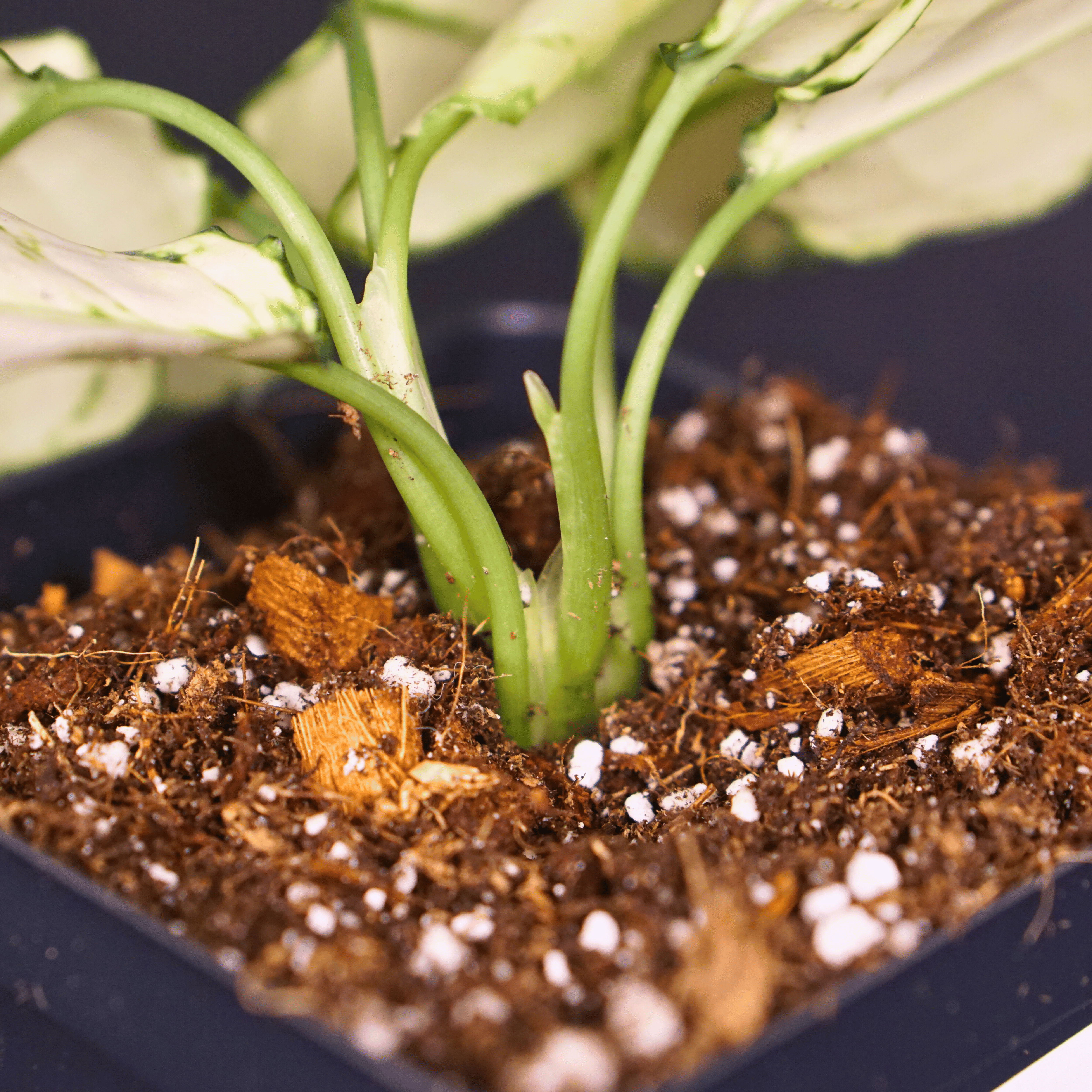 Close-up of Aglaonema 'Super White' plant with white leaves and green veins in soil, highlighting its unique variegation.