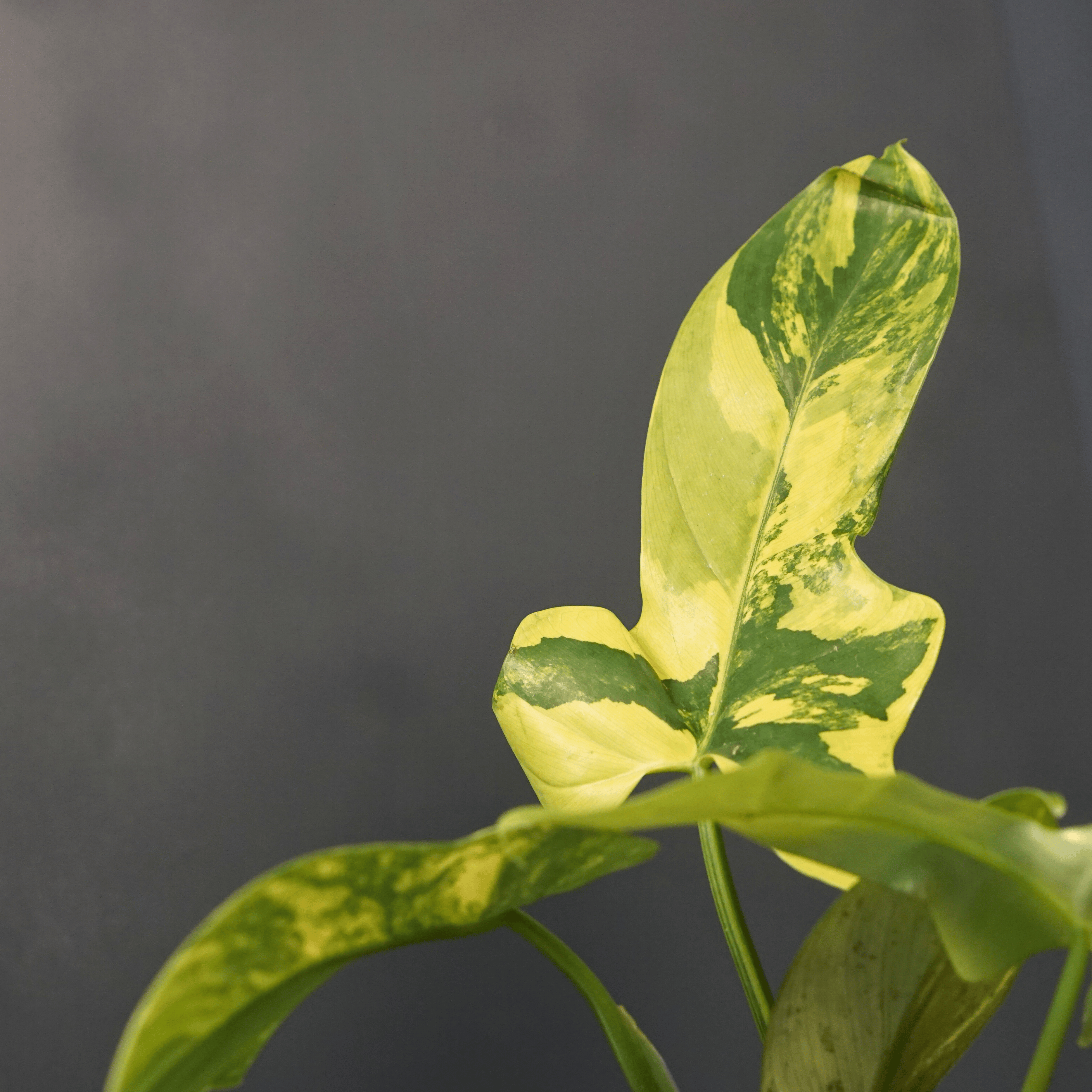 Variegated Philodendron bipennifolium plant, showcasing unique violin-shaped green and yellow leaves against a dark background.