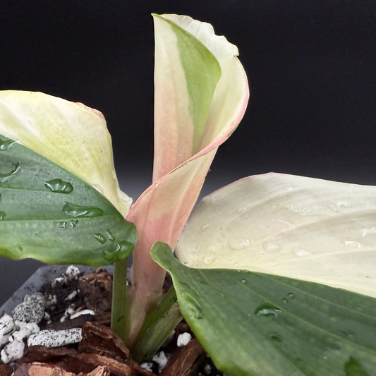 Kaempferia Galanga (Variegated Ginger)