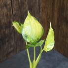 Alocasia Cucullata 'Banana Split' Variegated houseplant with striking yellow-green leaves against dark wood background.