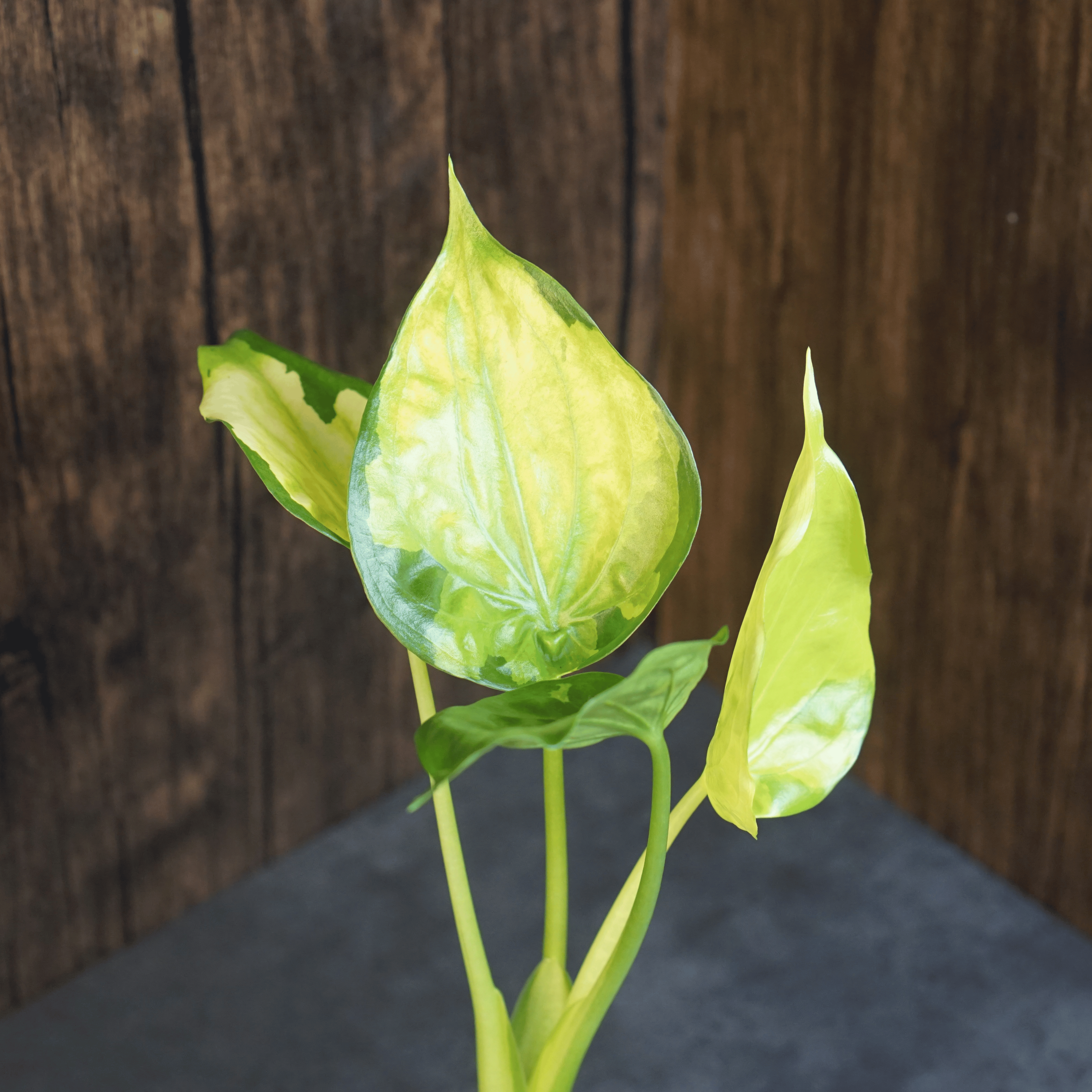 Alocasia Cucullata 'Banana Split' Variegated houseplant with striking yellow-green leaves against dark wood background.