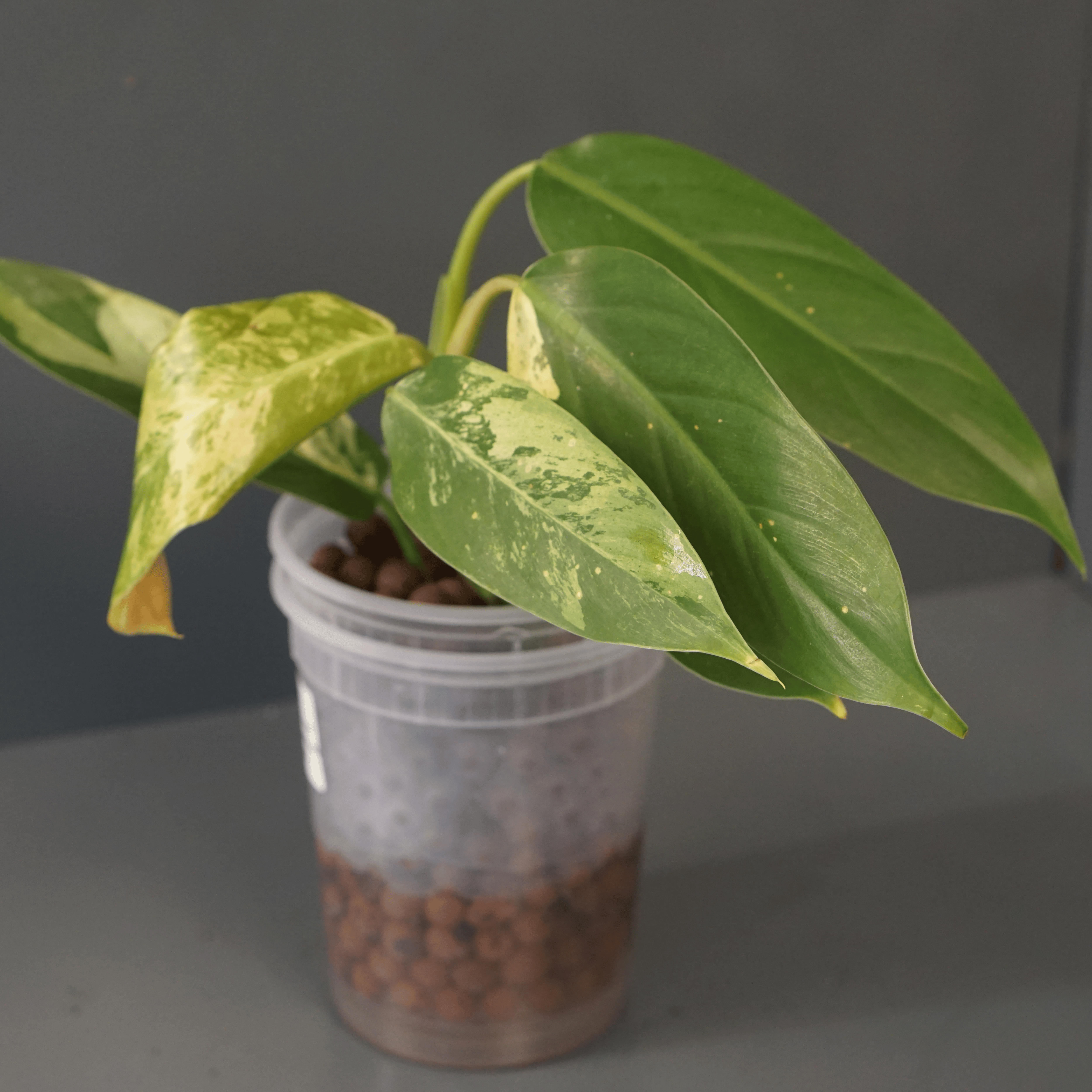 Variegated Philodendron Jose Buono x domesticum with lobed glossy leaves in a pot.
