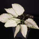 Aglaonema 'Super White' plant with white variegated leaves and green venation in a black pot against a dark background.