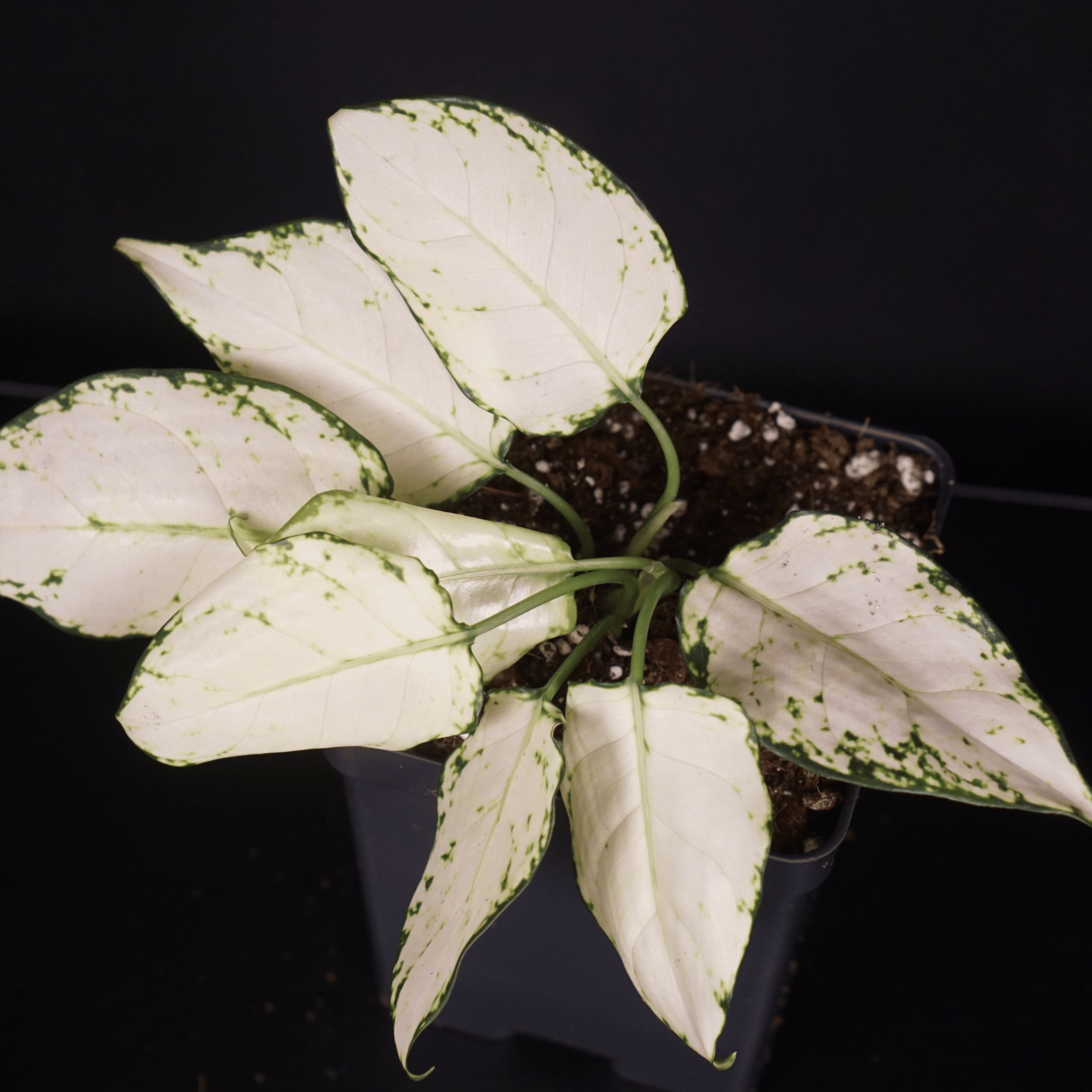 Aglaonema 'Super White' plant with white variegated leaves and green venation in a black pot against a dark background.